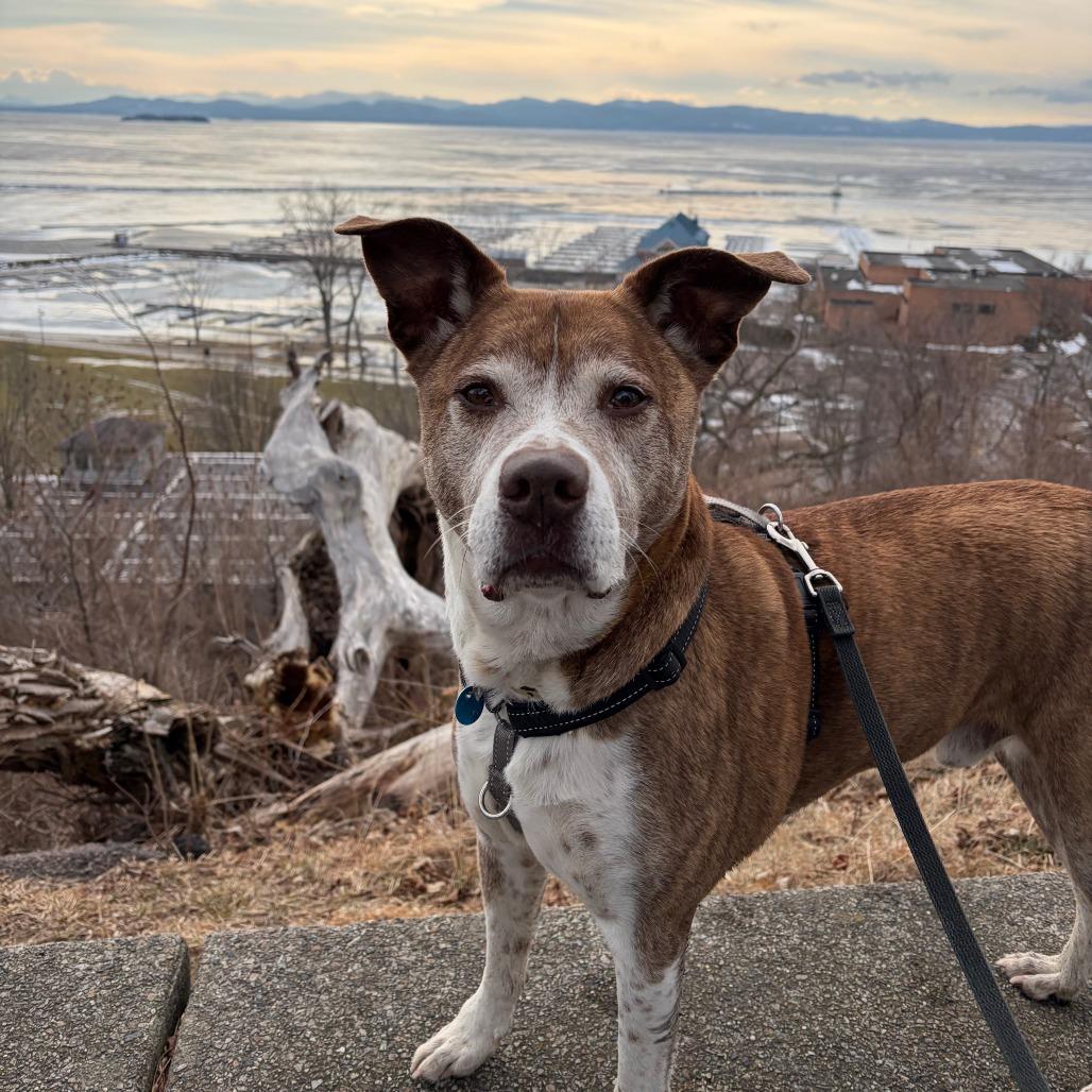 Jasper, a Adoptable mixed breed in South Burlington, VT image 1/6