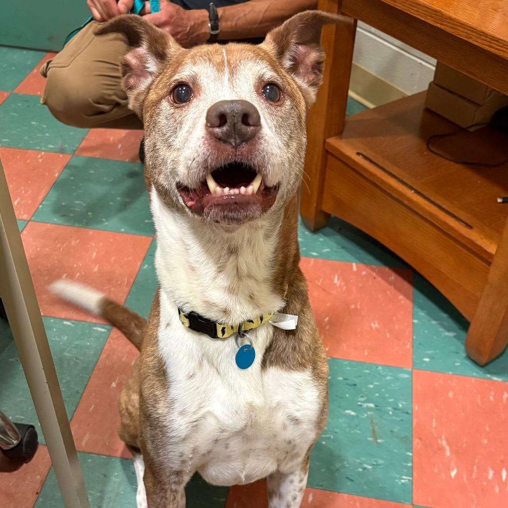 Enlarge Jasper, a Adoptable mixed breed in South Burlington, VT image 2/6