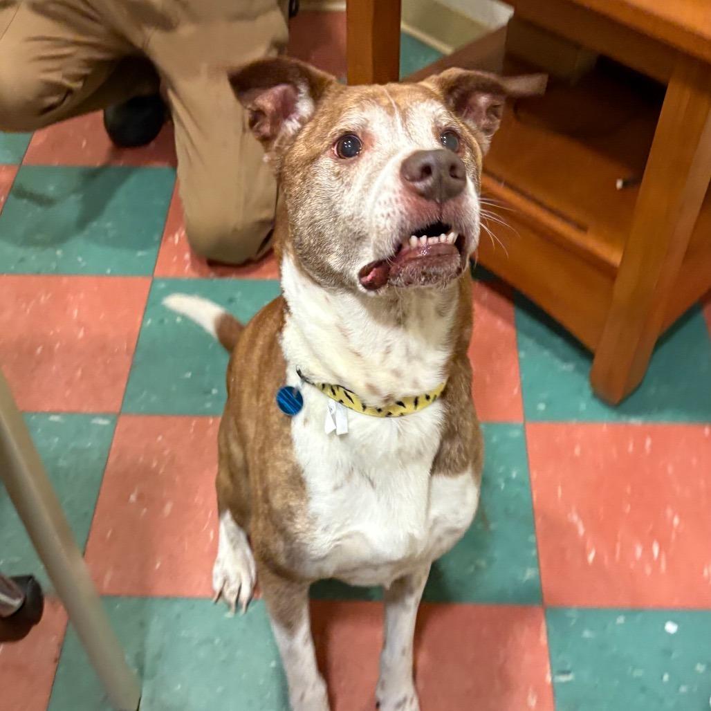 Enlarge Jasper, a Adoptable mixed breed in South Burlington, VT image 3/6