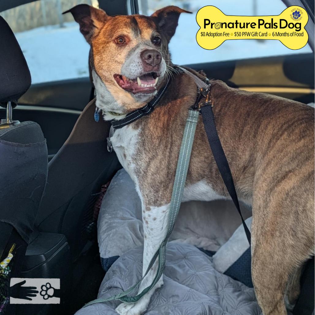 Jasper, a Adoptable mixed breed in South Burlington, VT image 5/6