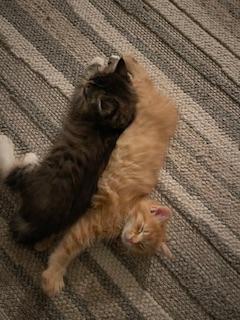 Bridget — thumbnail 2