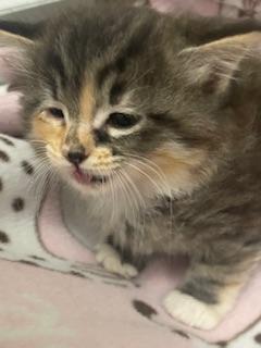 Bridget — thumbnail 3