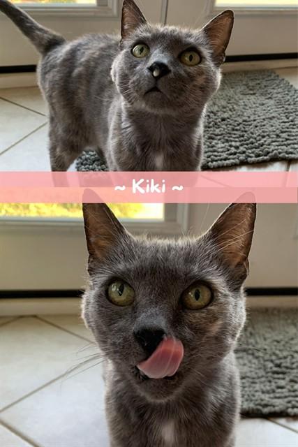 KIKI, Adoptable, Senior Female Domestic Short Hair.