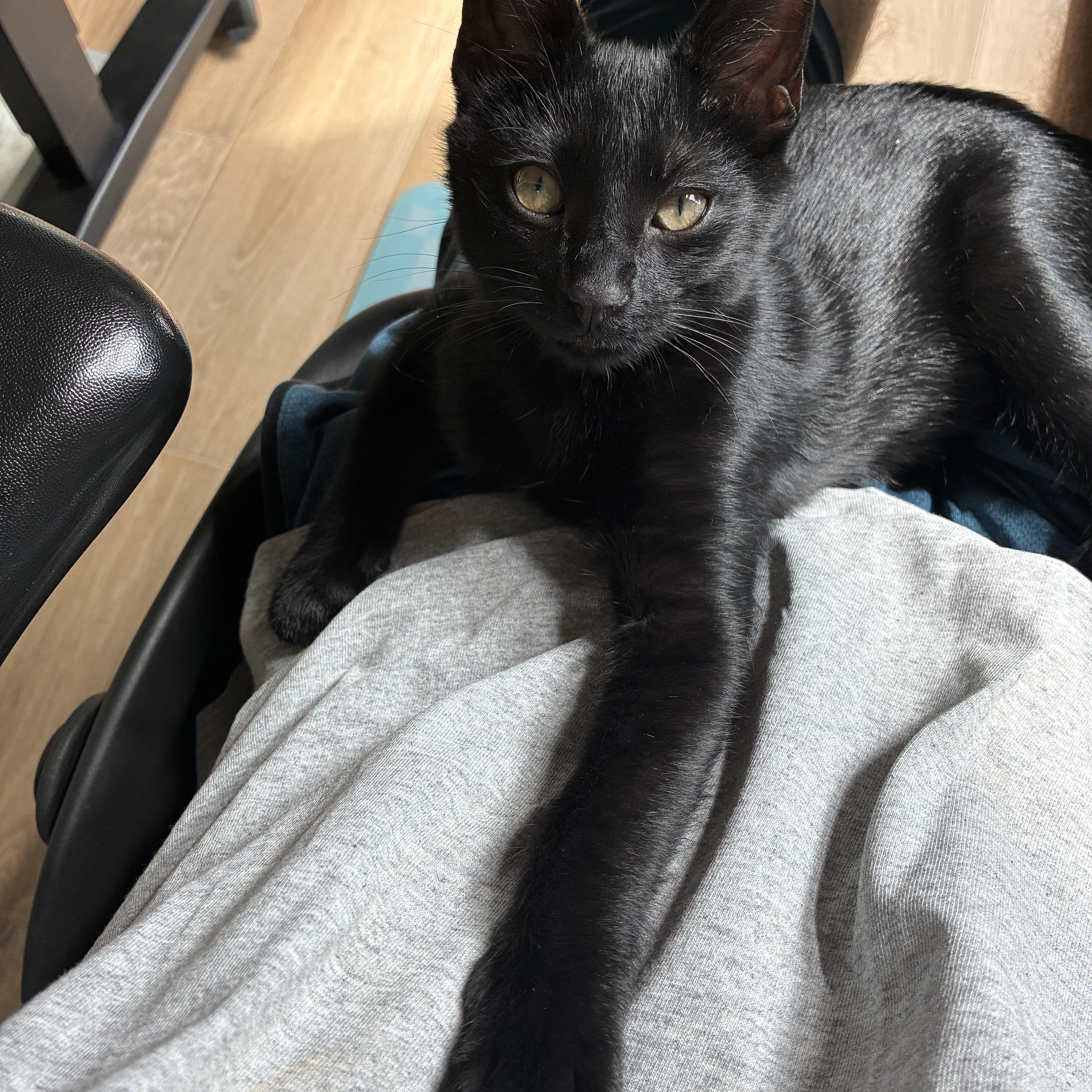 Enlarge Pepper, a ADOPTABLE Domestic Short Hair in Easley, SC image 2/5