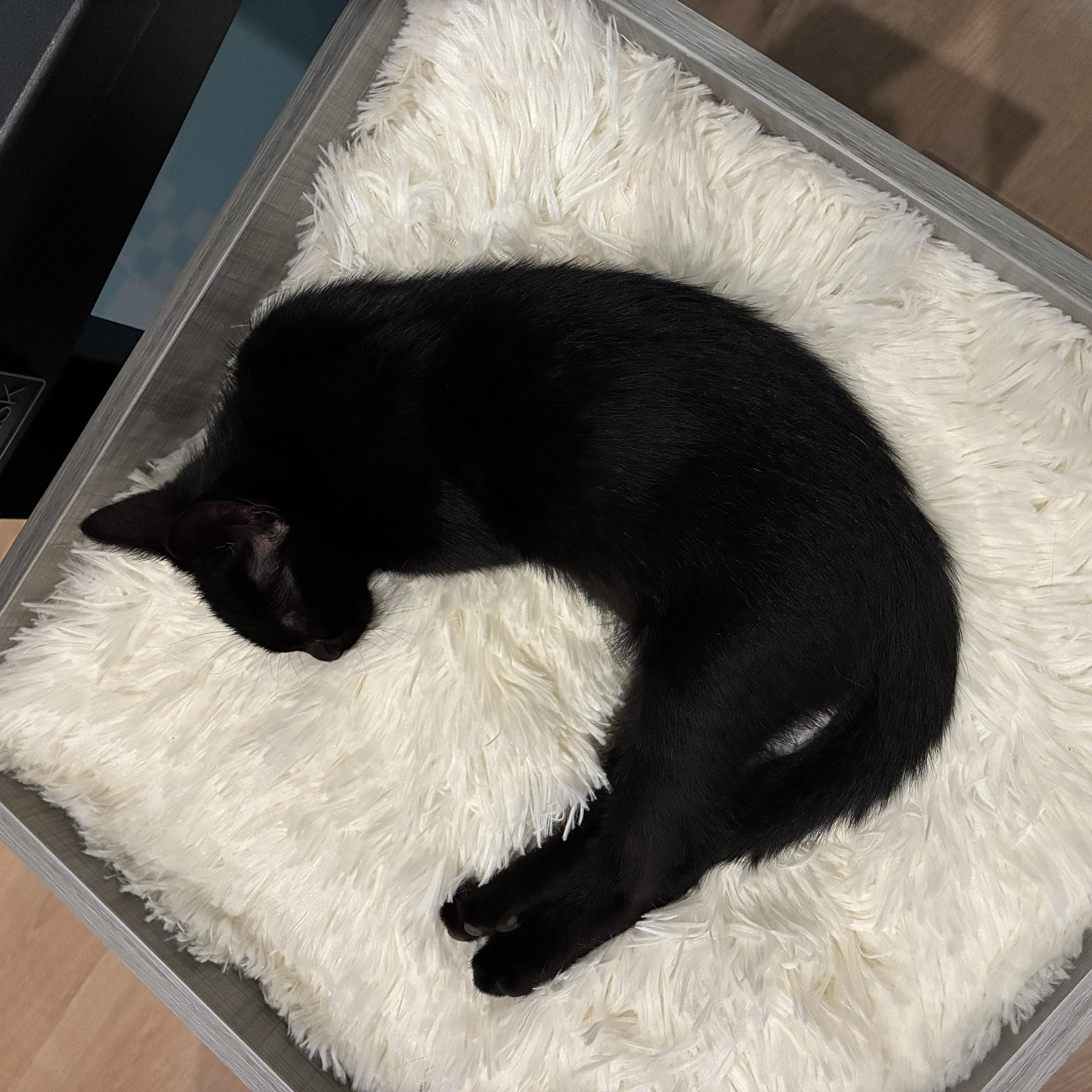 Enlarge Pepper, a ADOPTABLE Domestic Short Hair in Easley, SC image 5/5