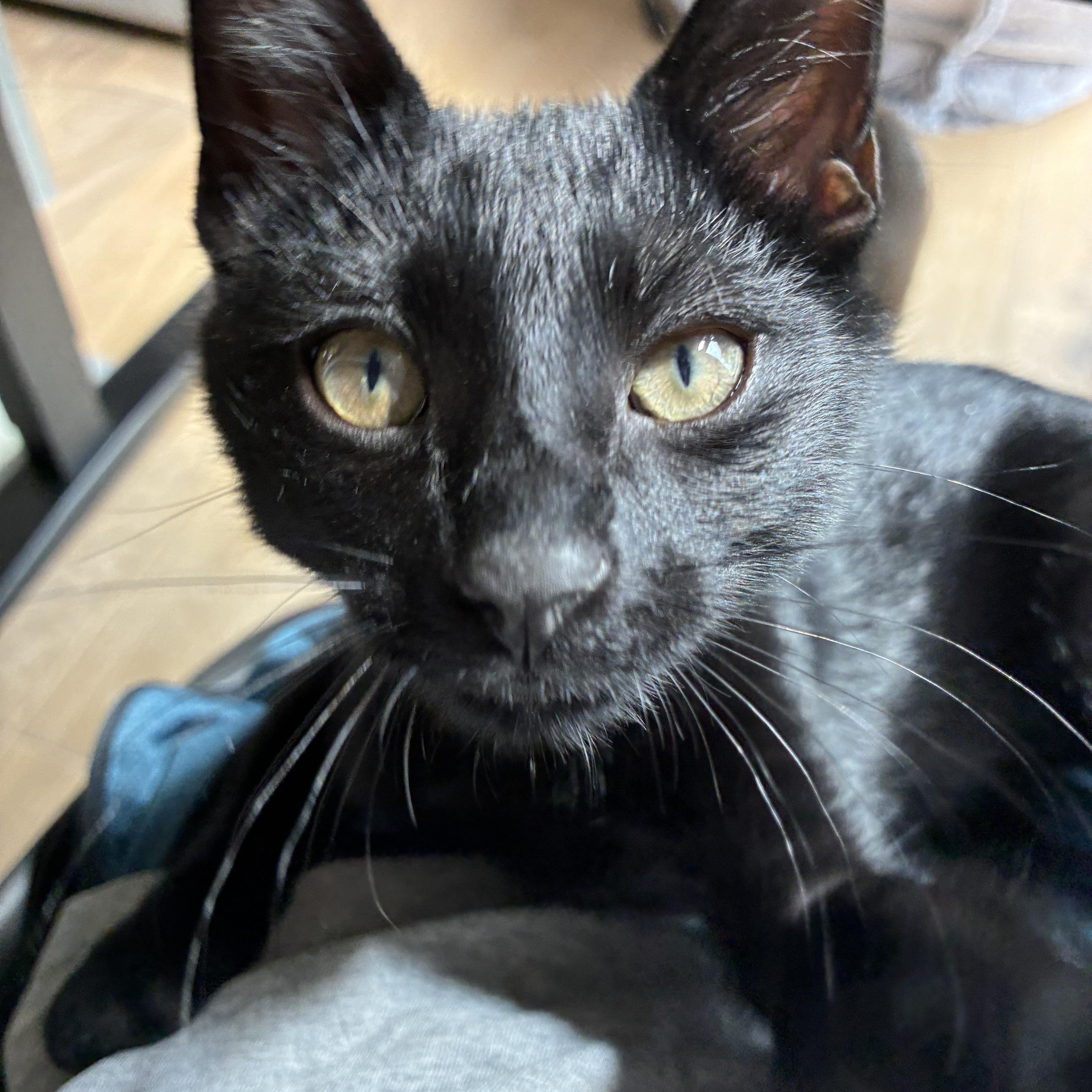 Pepper, ADOPTABLE, Kitten Male Domestic Short Hair.