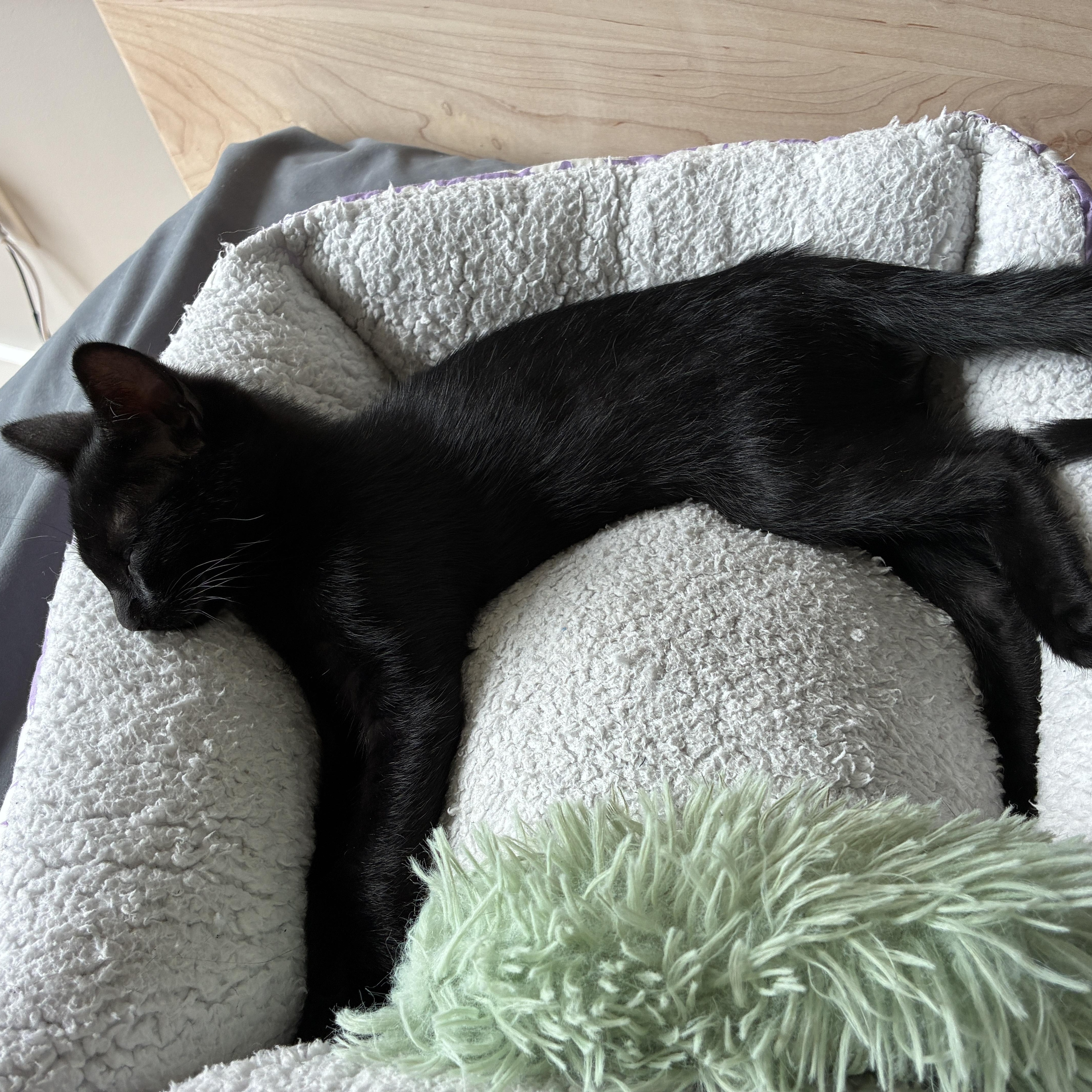 Enlarge Pepper, a ADOPTABLE Domestic Short Hair in Easley, SC image 4/5