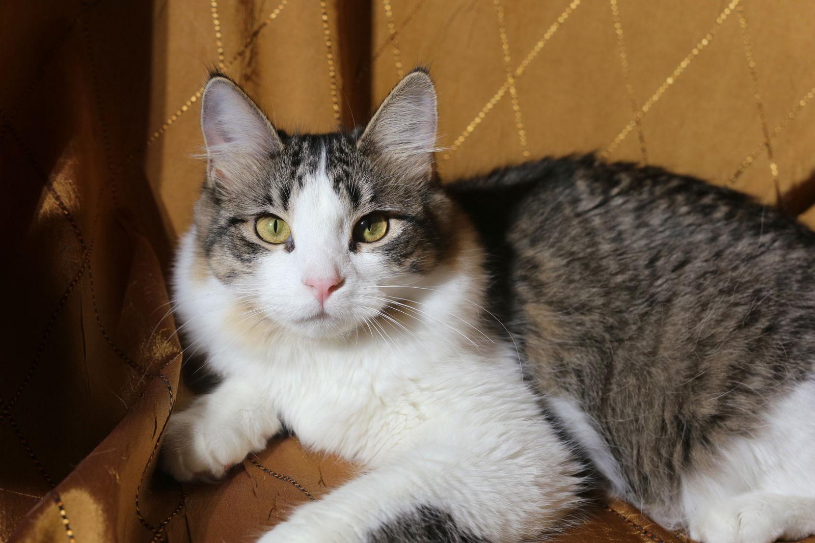 Biddix (FeLV+), Adoptable, Young Female Domestic Medium Hair.