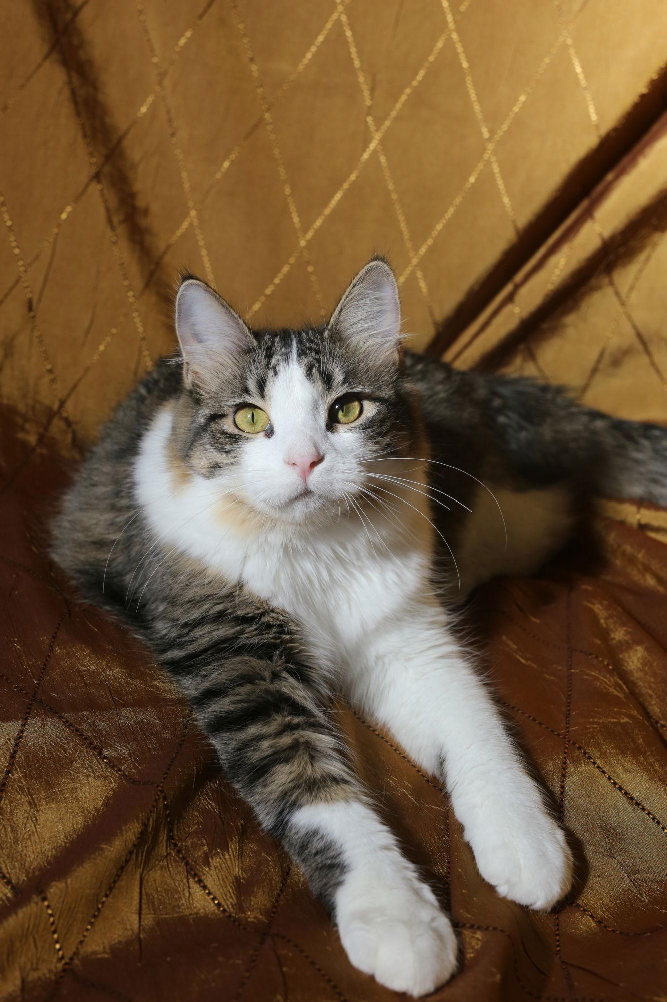 Enlarge Biddix (FeLV+), a Adoptable Domestic Medium Hair in New Prague, MN image 2/3