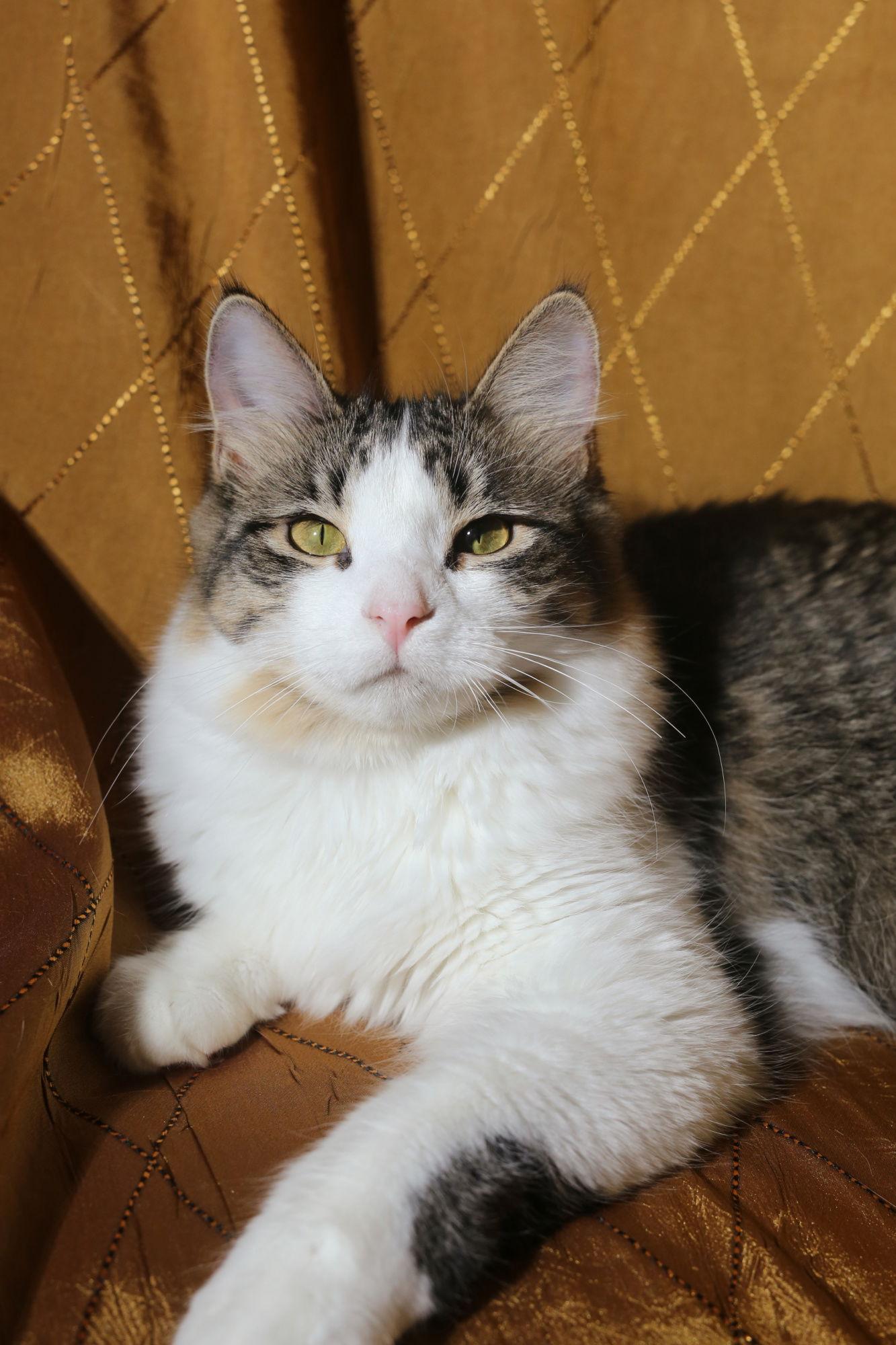Enlarge Biddix (FeLV+), a Adoptable Domestic Medium Hair in New Prague, MN image 3/3