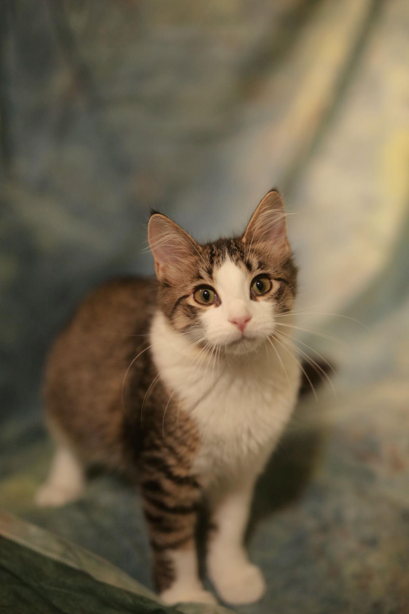Enlarge Biddix (FeLV+), a Adoptable Domestic Medium Hair image 1/3