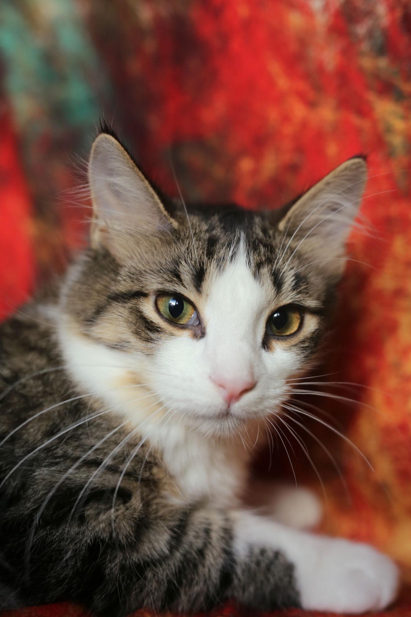 Enlarge Biddix (FeLV+), a Adoptable Domestic Medium Hair image 2/3