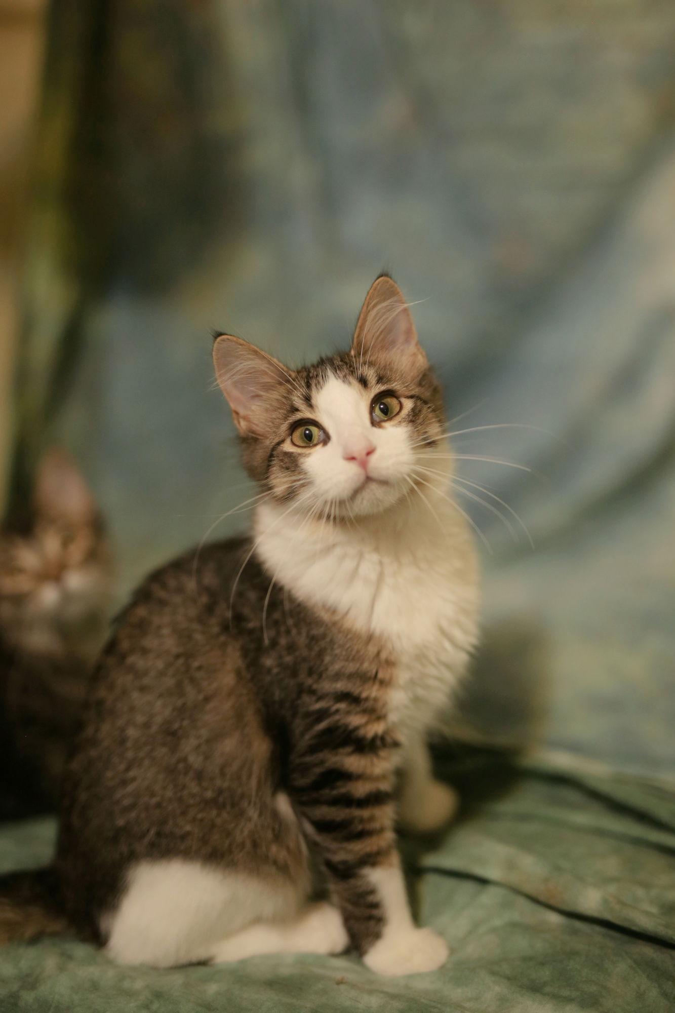 Enlarge Biddix (FeLV+), a Adoptable Domestic Medium Hair image 3/3