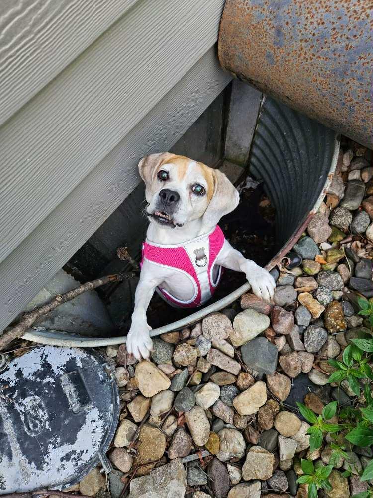 Enlarge Scarlet - Fostered in KC, a Adoptable Beagle in Shawnee Mission, KS image 1/4