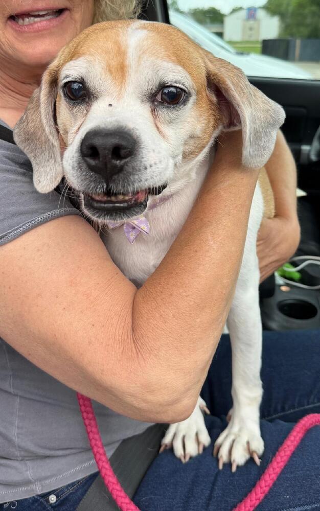 Enlarge Scarlet - Fostered in KC, a Adoptable Beagle in Shawnee Mission, KS image 2/4