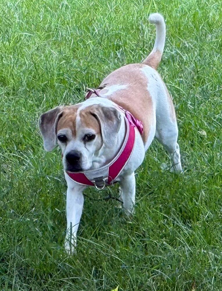 Enlarge Scarlet - Fostered in KC, a Adoptable Beagle in Shawnee Mission, KS image 3/4