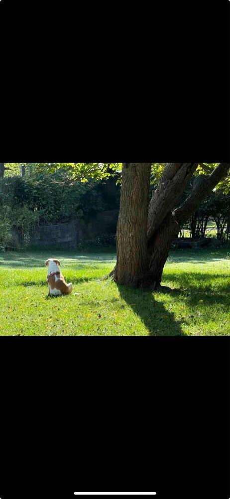 Enlarge Scarlet - Fostered in KC, a Adoptable Beagle in Shawnee Mission, KS image 4/4