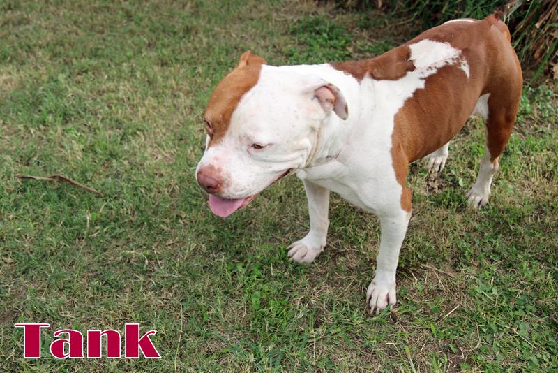 TANK