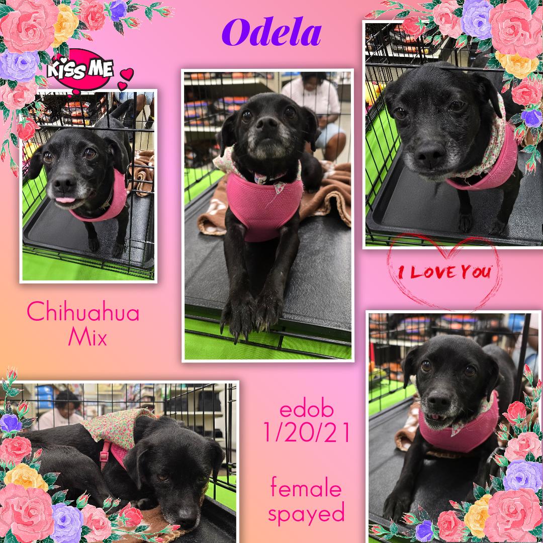 Odela OR14310-Thw, a Adoptable mixed breed in Beaverton, OR image 1/6