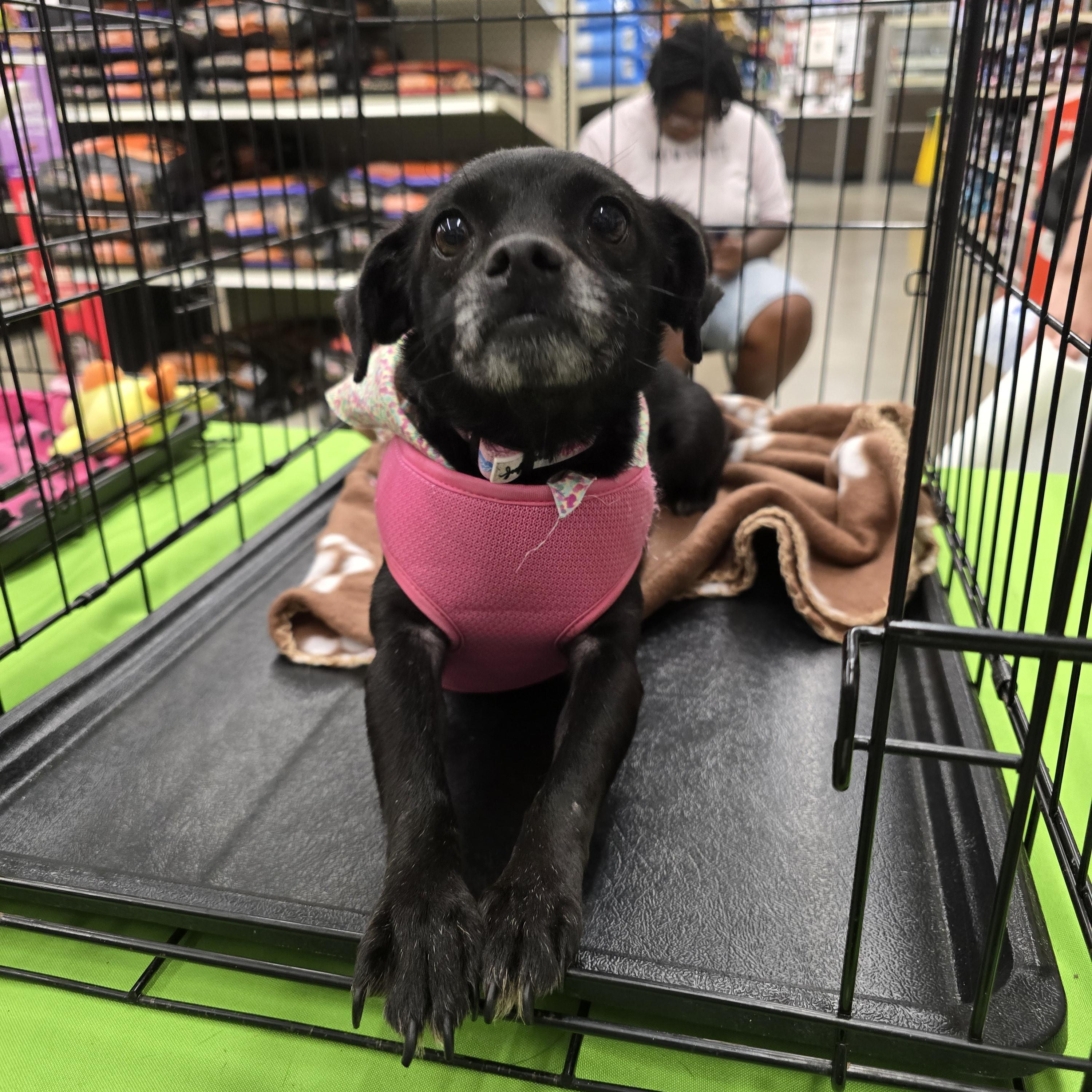 Odela OR14310-Thw, a Adoptable mixed breed in Beaverton, OR image 2/6