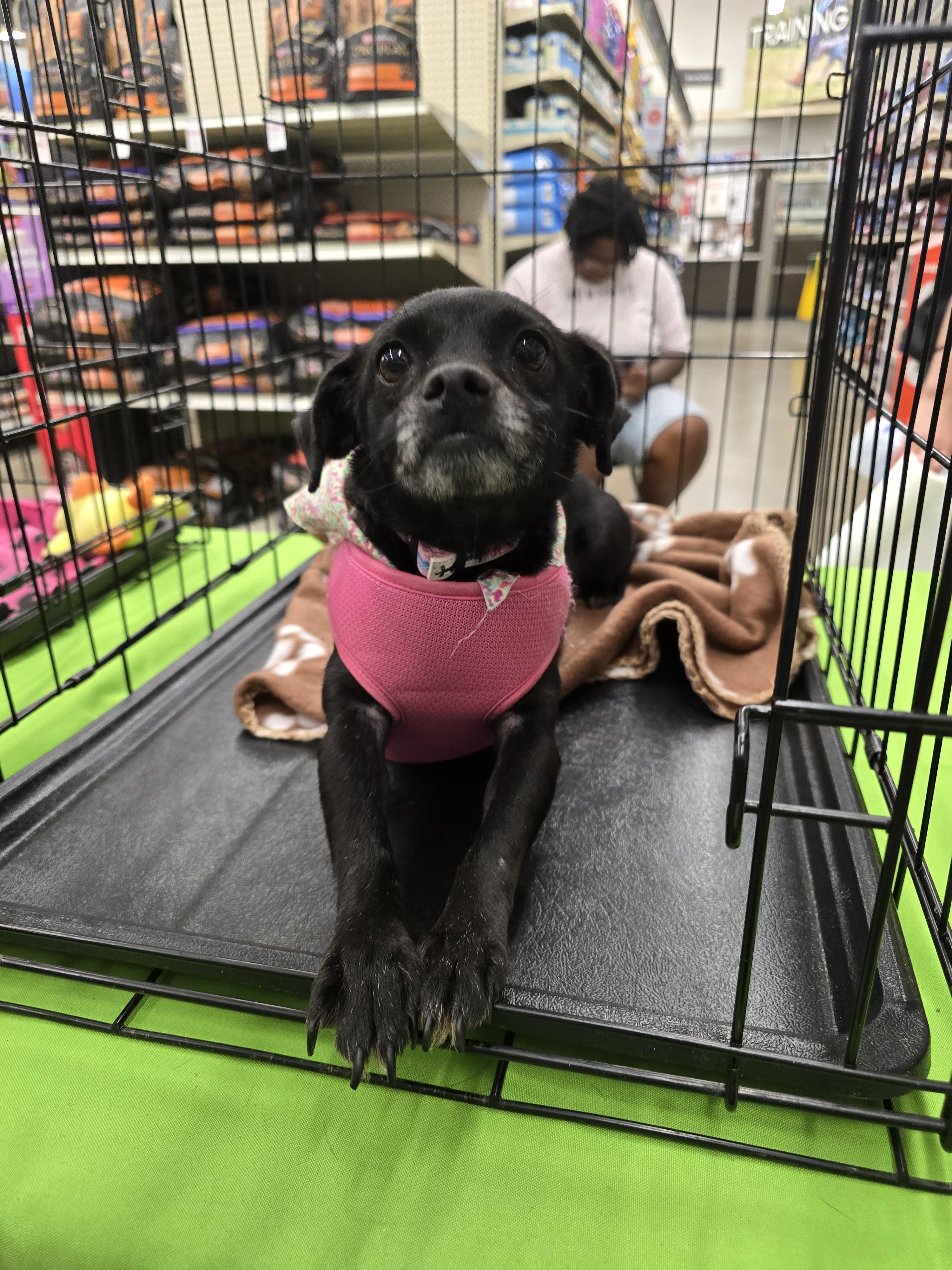 Odela OR14310-Thw, a Adoptable mixed breed in Beaverton, OR image 6/6
