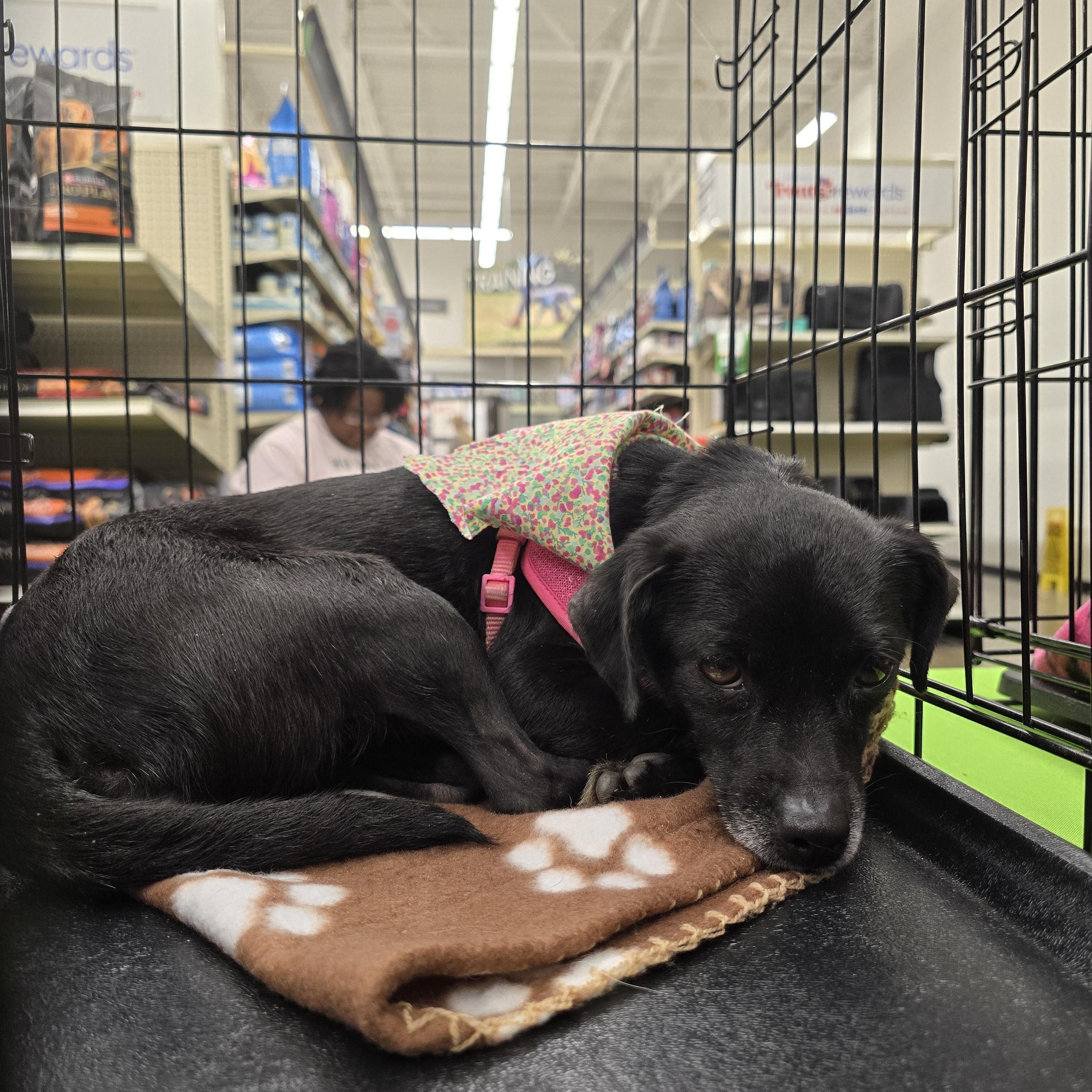 Odela OR14310-Thw, a Adoptable mixed breed in Beaverton, OR image 4/6