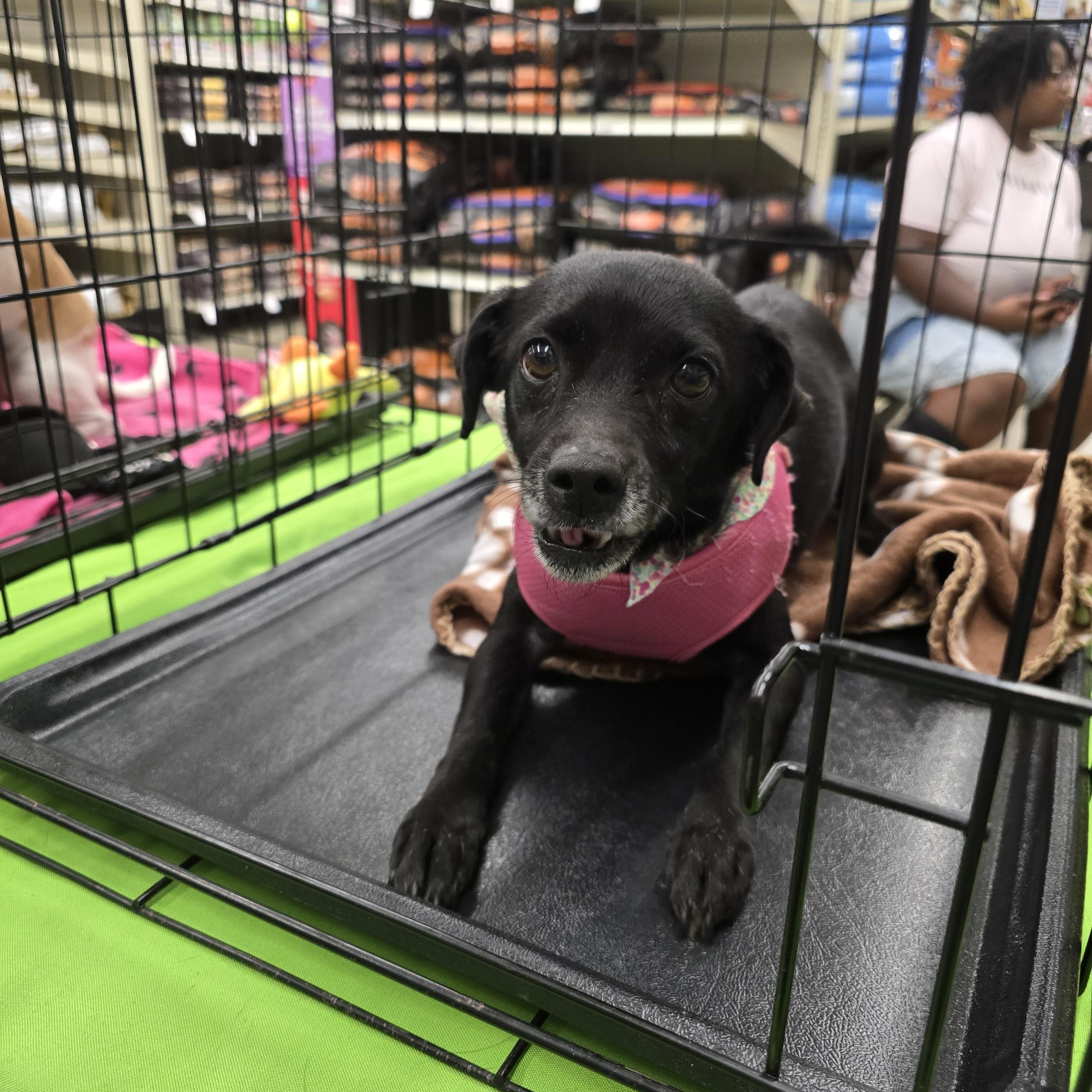 Odela OR14310-Thw, a Adoptable mixed breed in Beaverton, OR image 3/6