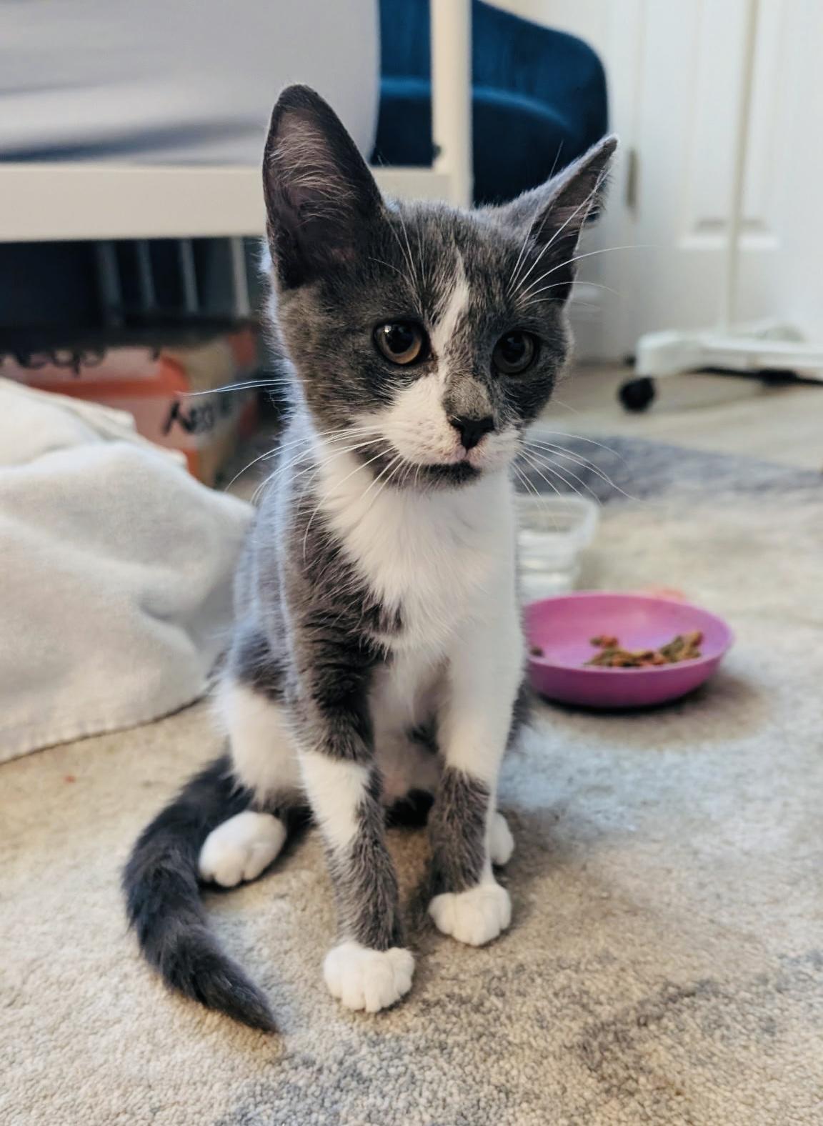 Fuzzy Lumpkins, adopted, Kitten Female Domestic Short Hair.
