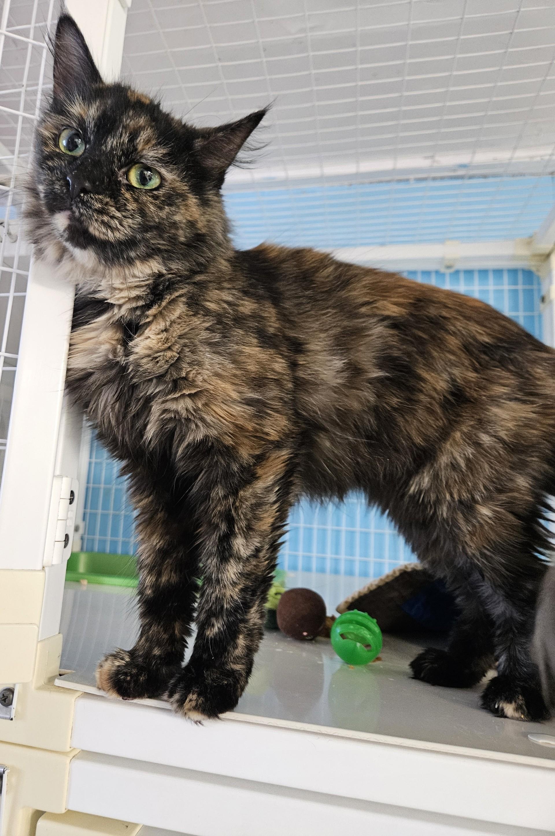 Enlarge Daiquiri, a Adoptable Domestic Long Hair in Claremont, NH image 1/1