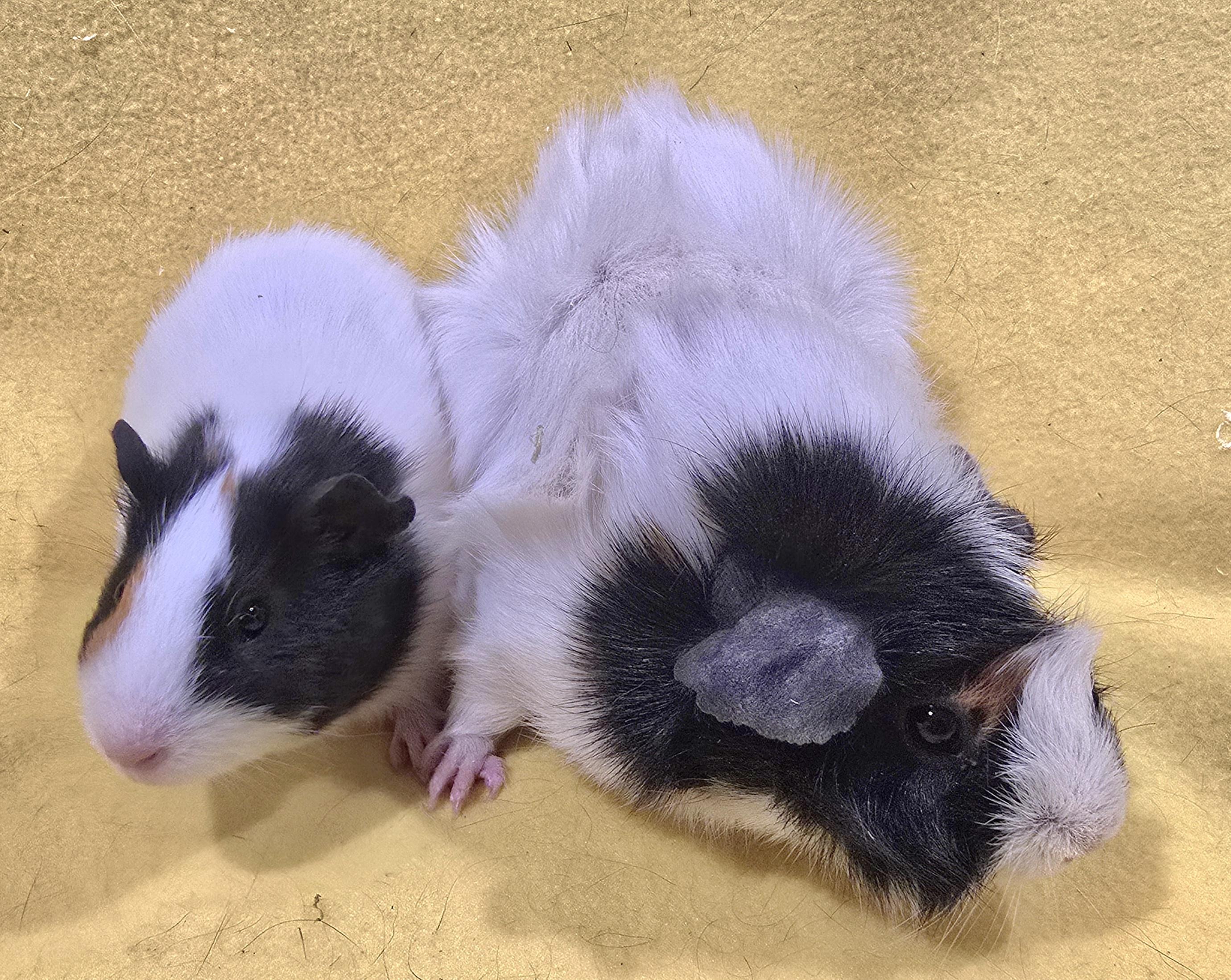 Enlarge Wilma and Pebbles, a ADOPTABLE Guinea Pig in New Kensington, PA image 3/4