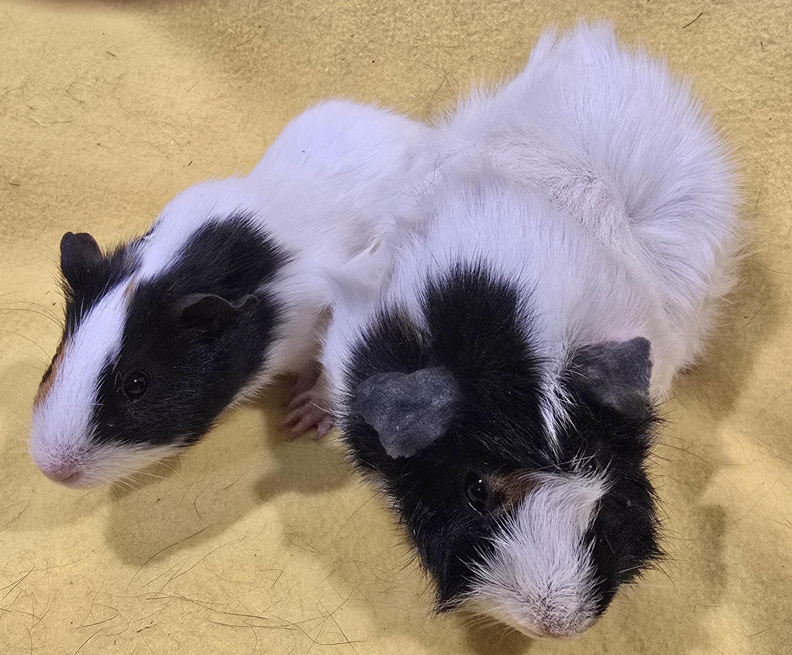 Enlarge Wilma and Pebbles, a ADOPTABLE Guinea Pig in New Kensington, PA image 2/4