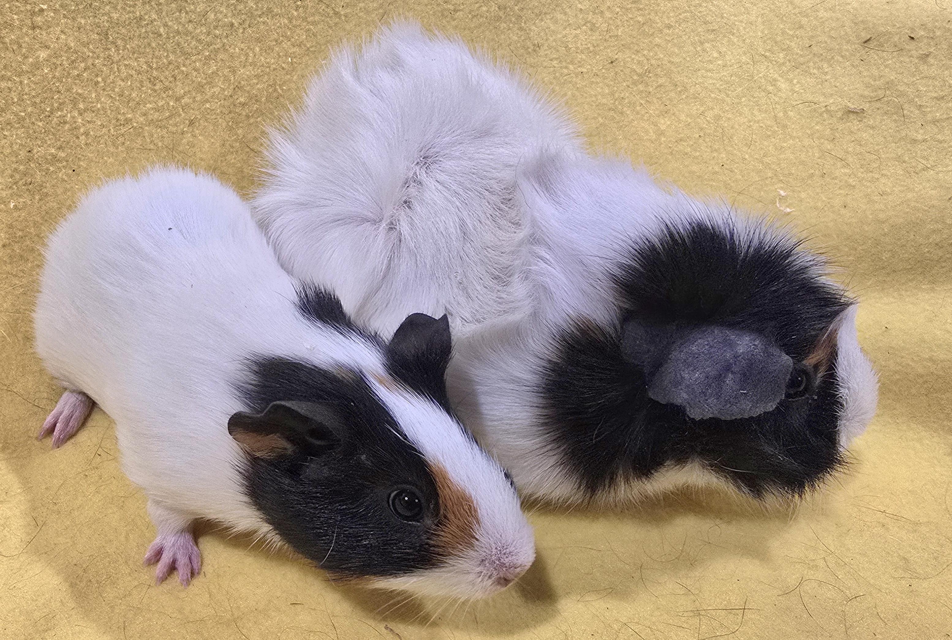 Enlarge Wilma and Pebbles, a ADOPTABLE Guinea Pig in New Kensington, PA image 4/4