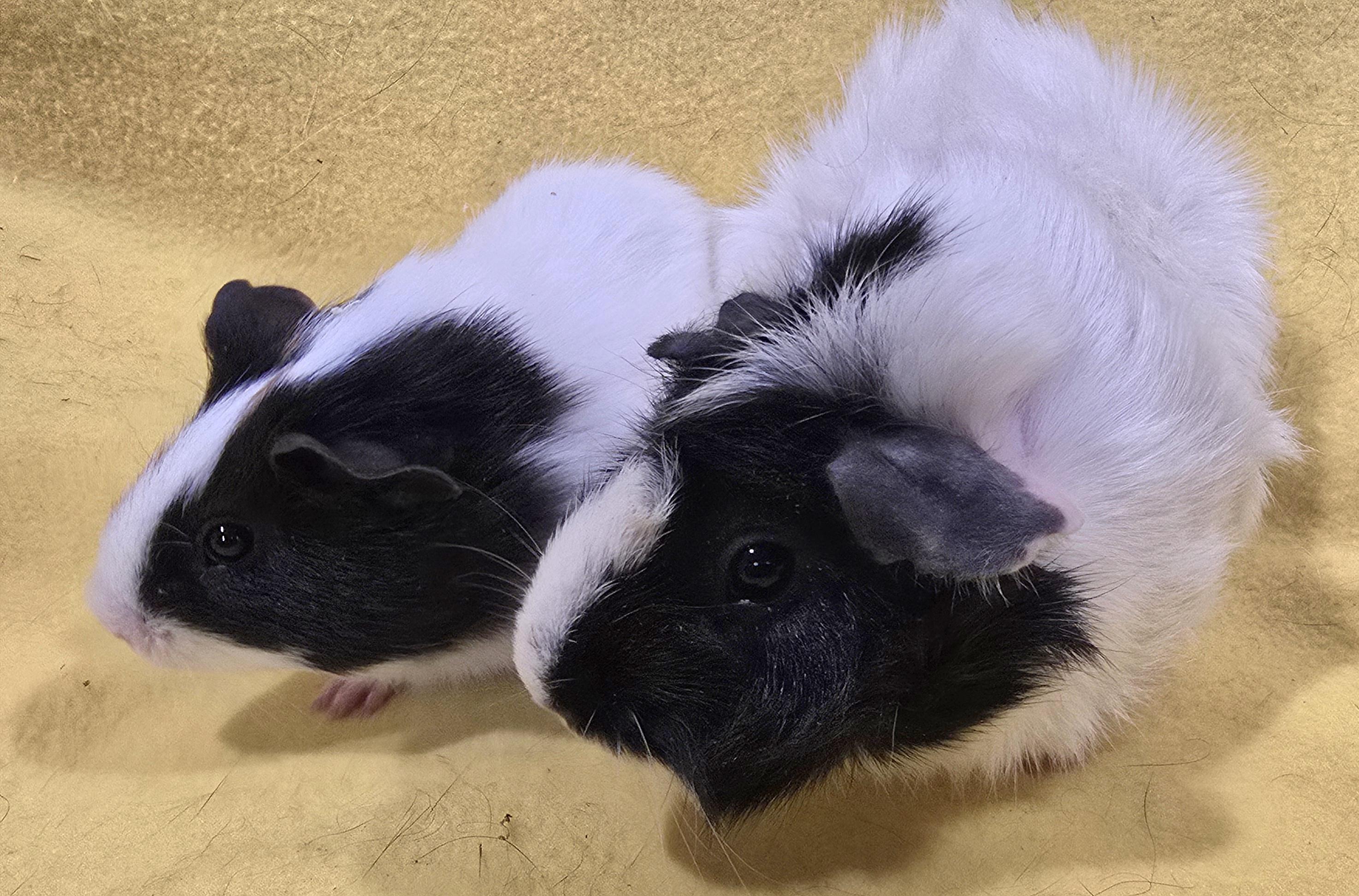 Enlarge Wilma and Pebbles, a ADOPTABLE Guinea Pig in New Kensington, PA image 1/4
