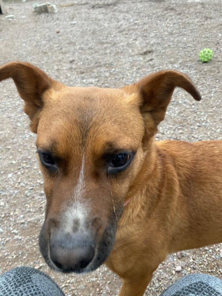 Enlarge Clover, an adopted mixed breed in Polson, MT image 4/5