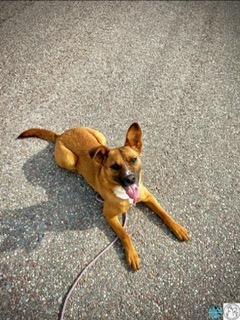 Enlarge Clover, an adopted mixed breed in Polson, MT image 2/5