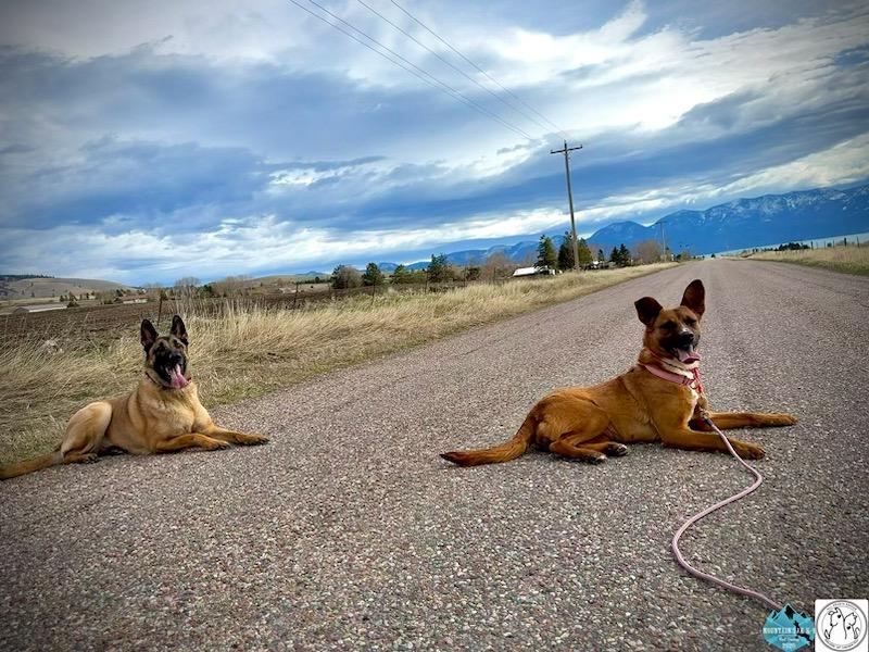 Enlarge Clover, an adopted mixed breed in Polson, MT image 5/5