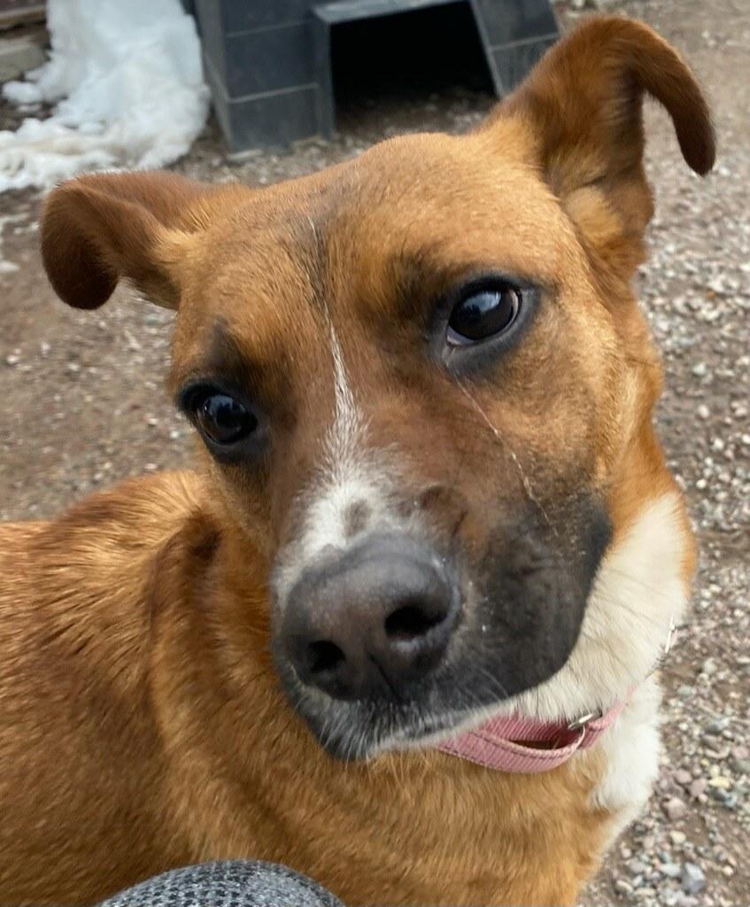 Enlarge Clover, an adopted mixed breed in Polson, MT image 3/5