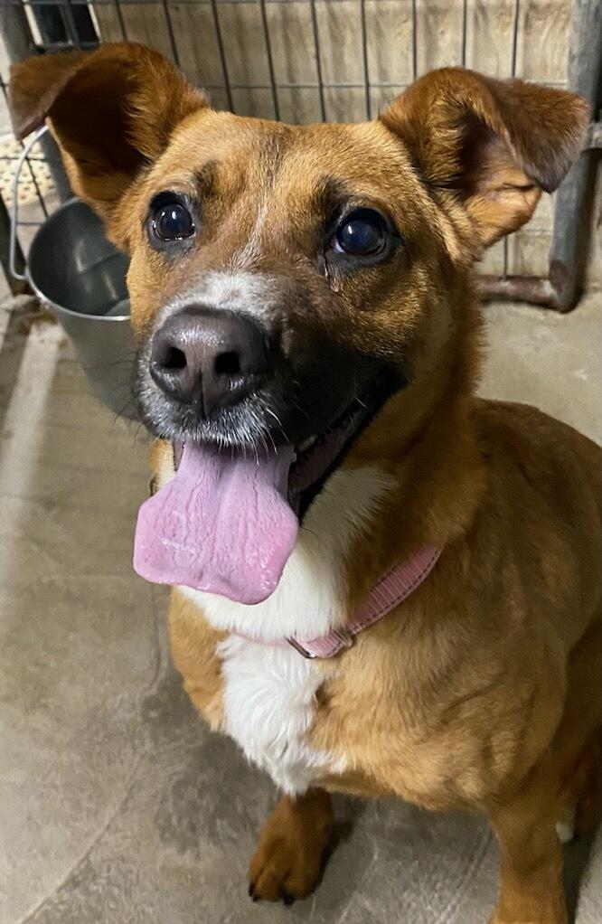Enlarge Clover, an adopted mixed breed in Polson, MT image 1/5