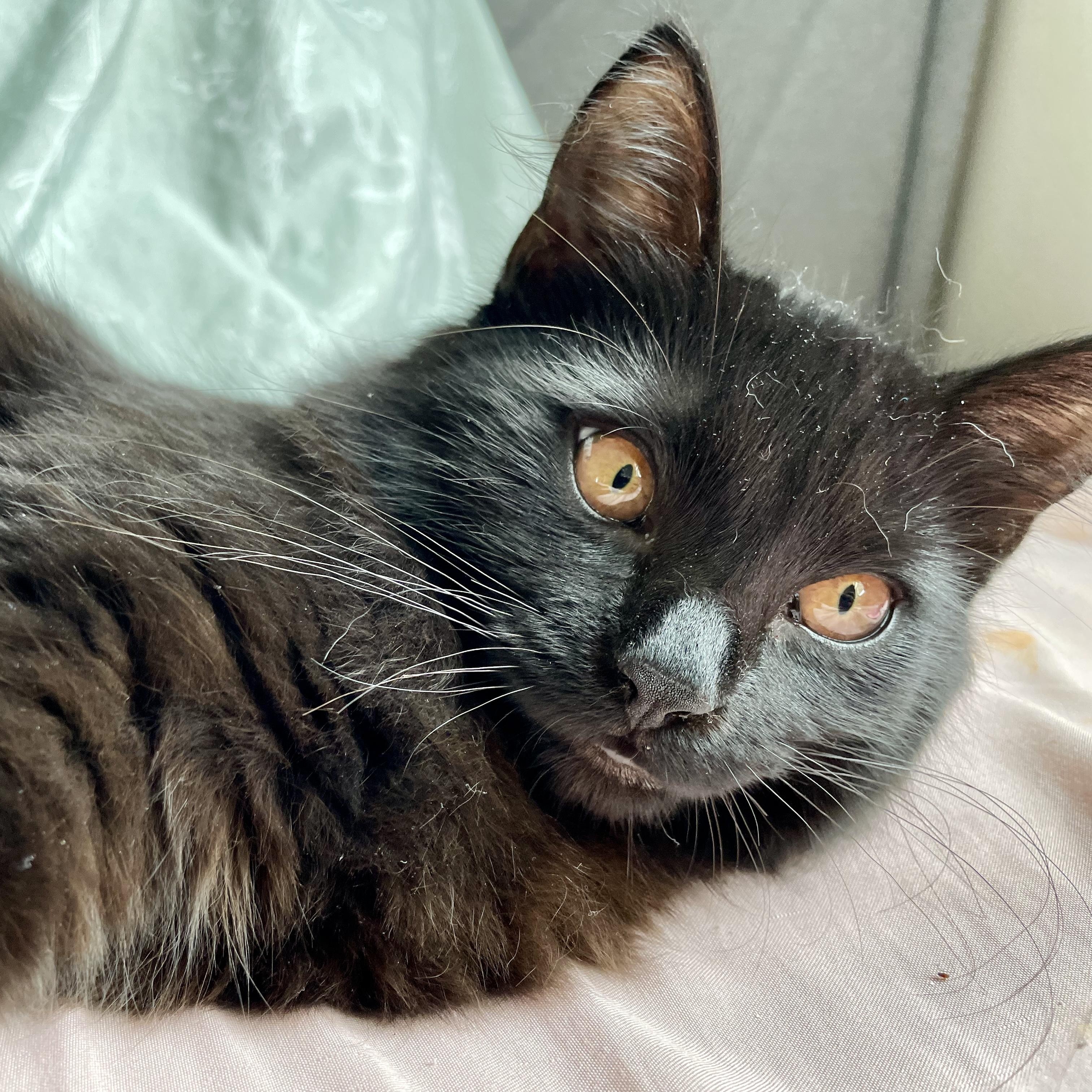 Pastela, Adoptable, Kitten Female Domestic Medium Hair.