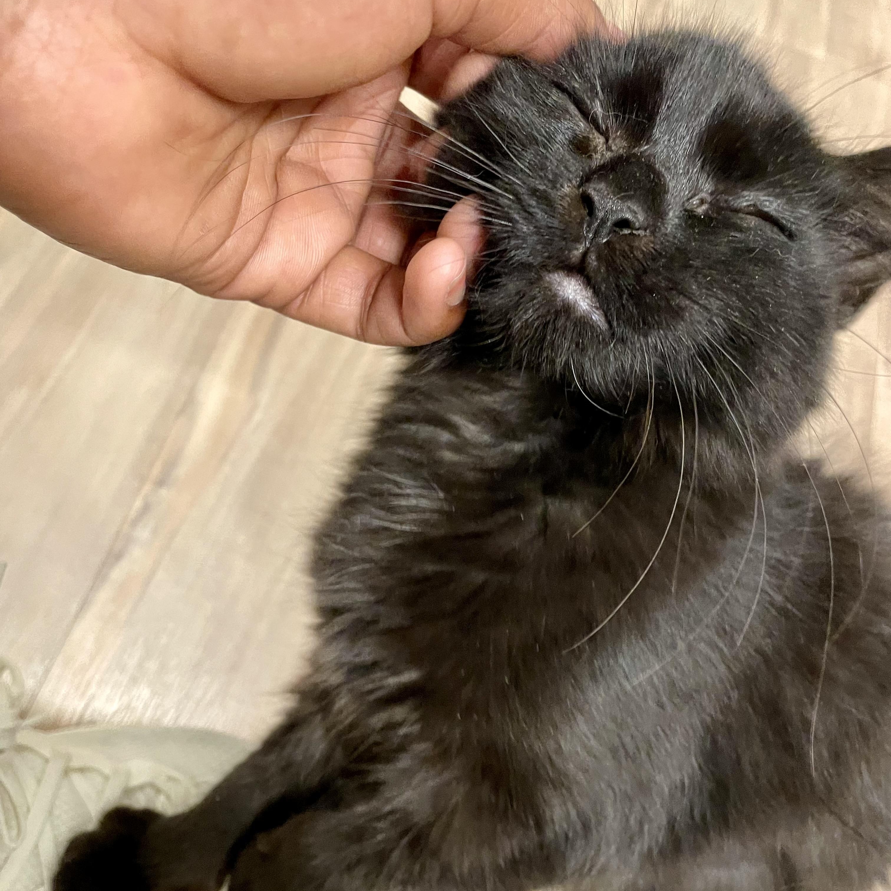 Pastela, a ADOPTABLE Domestic Medium Hair in Richmond, VA image 3/4