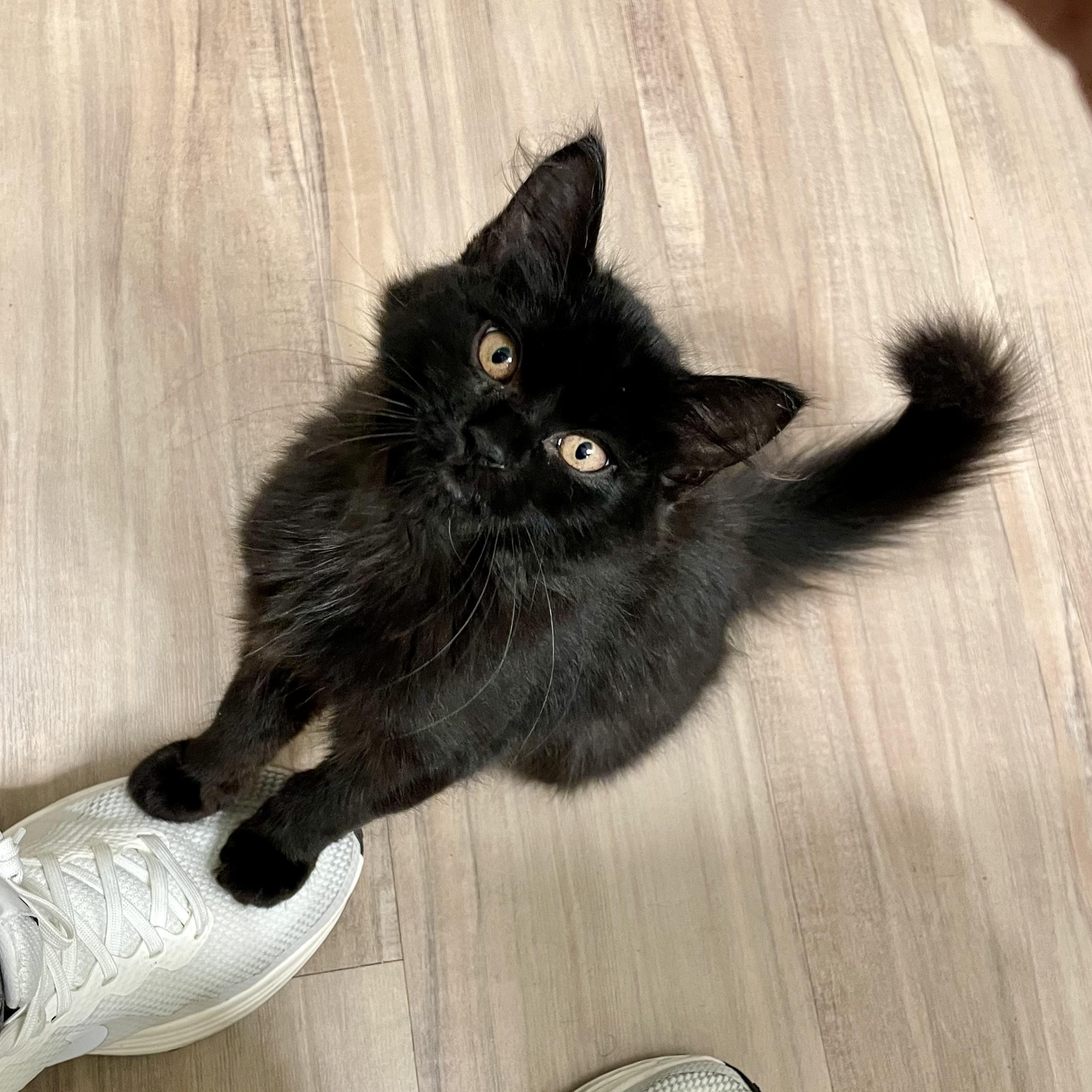 Pastela, ADOPTABLE, Kitten Female Domestic Medium Hair.