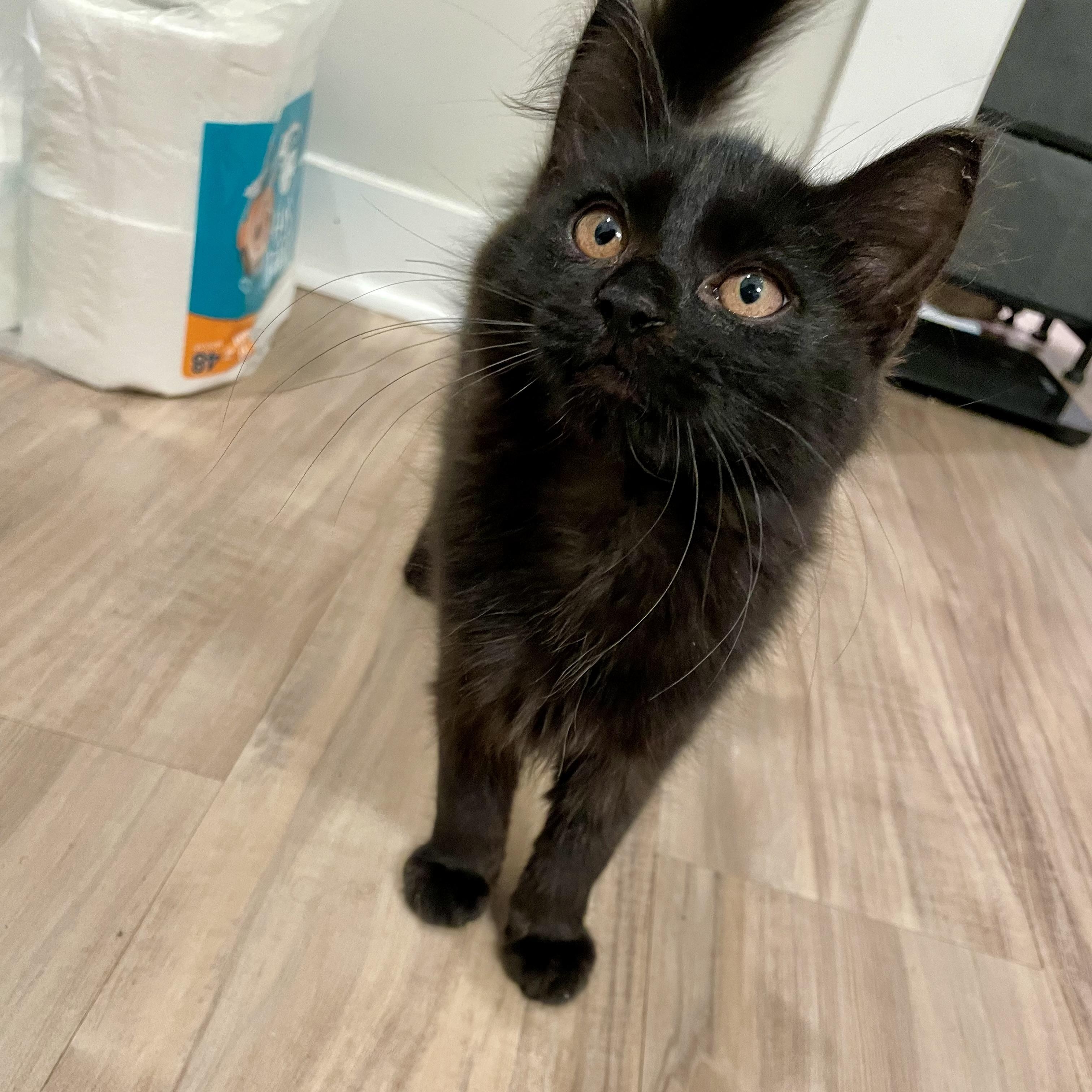 Pastela, a ADOPTABLE Domestic Medium Hair in Richmond, VA image 4/4