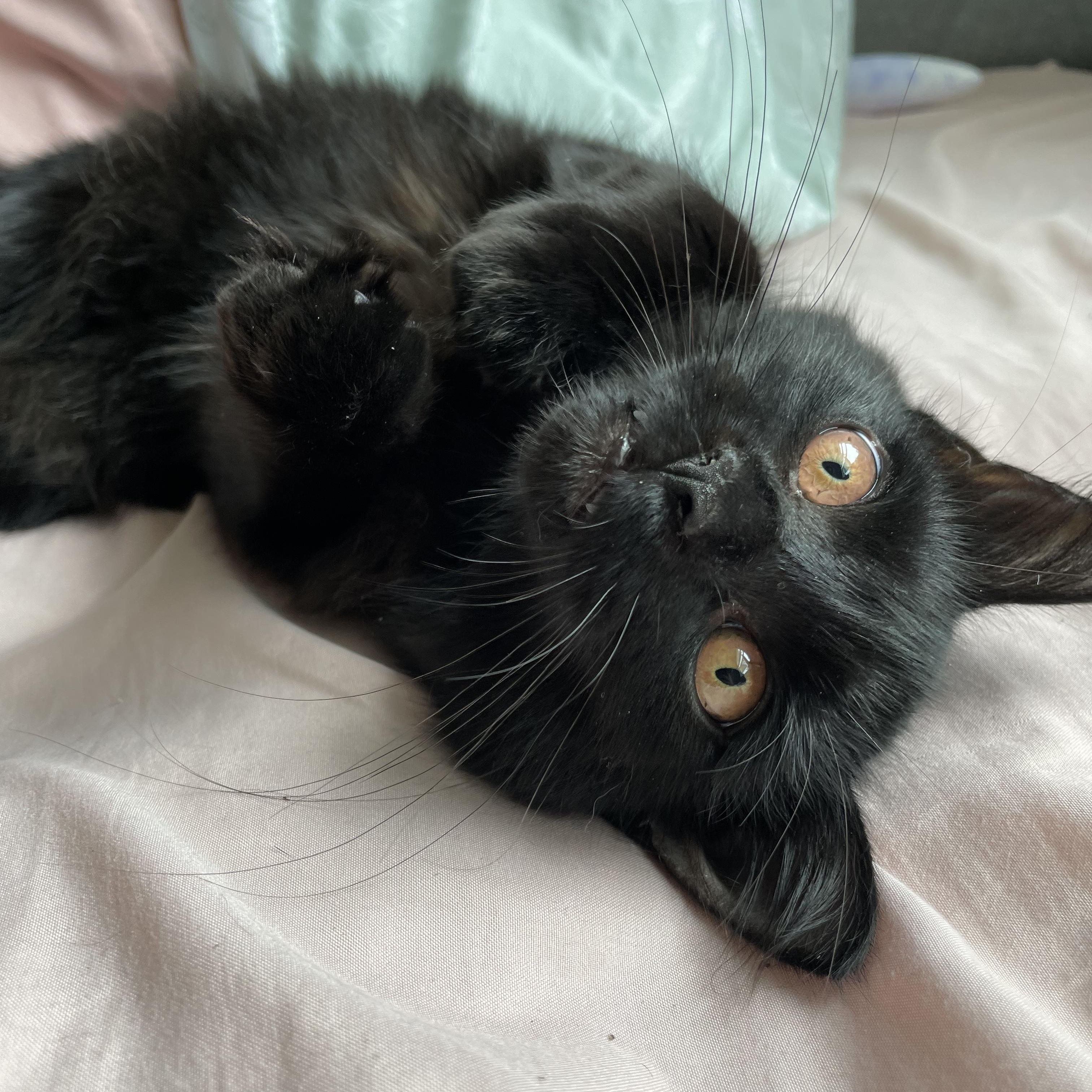 Enlarge Pastela, a Adoptable Domestic Medium Hair in Richmond, VA image 3/4