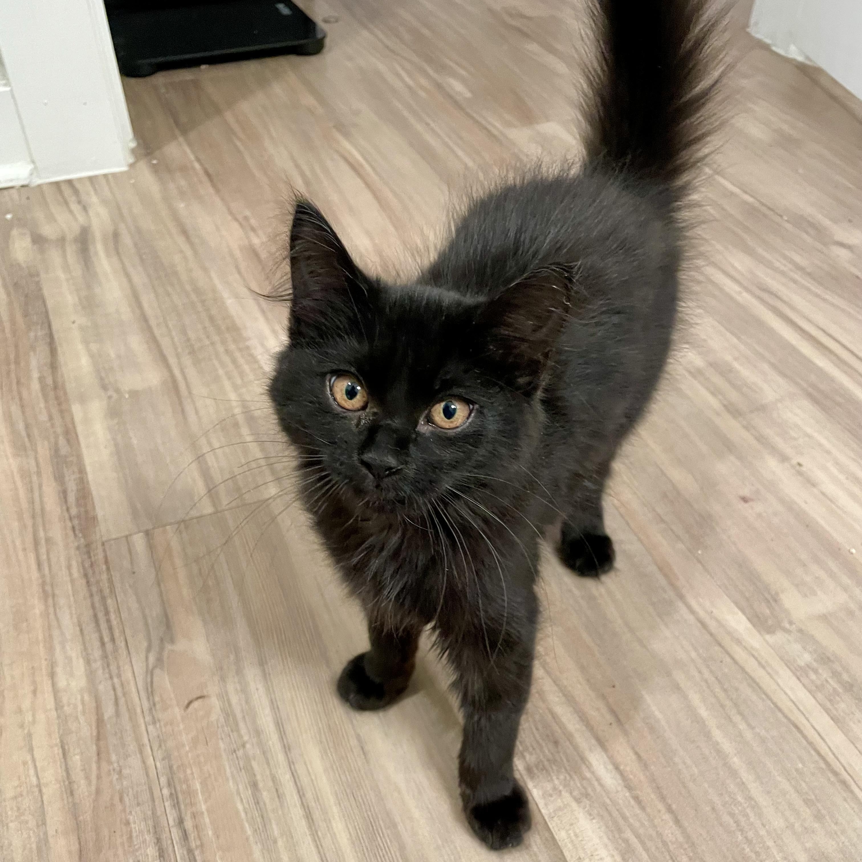 Pastela, a ADOPTABLE Domestic Medium Hair in Richmond, VA image 2/4