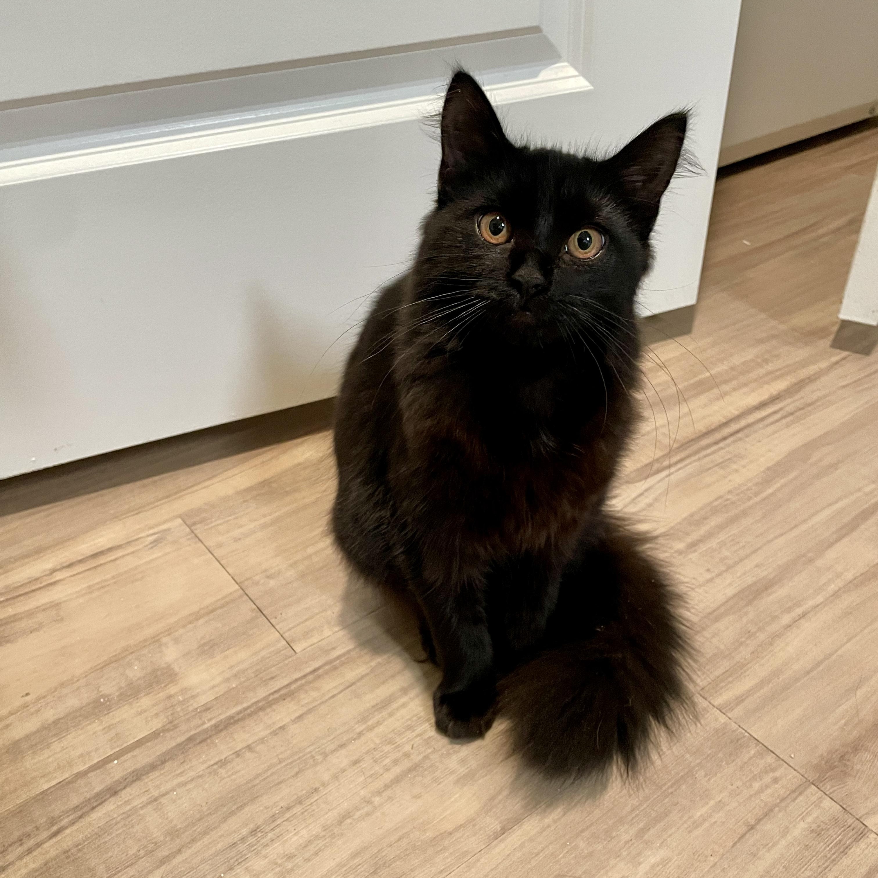 Enlarge Pastela, a Adoptable Domestic Medium Hair in Richmond, VA image 2/4