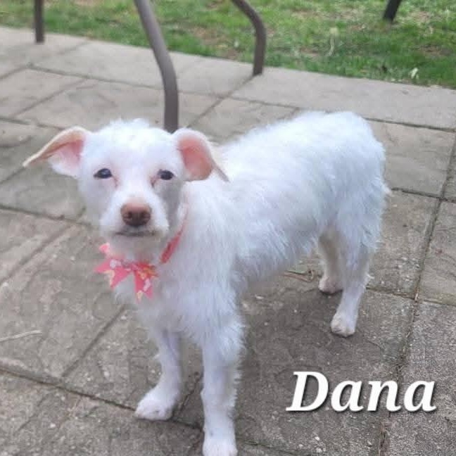 Enlarge Special Circumstances Adoption - Mel, Dana, and Abbot, a ADOPTABLE mixed breed in St Thomas, ON image 2/3