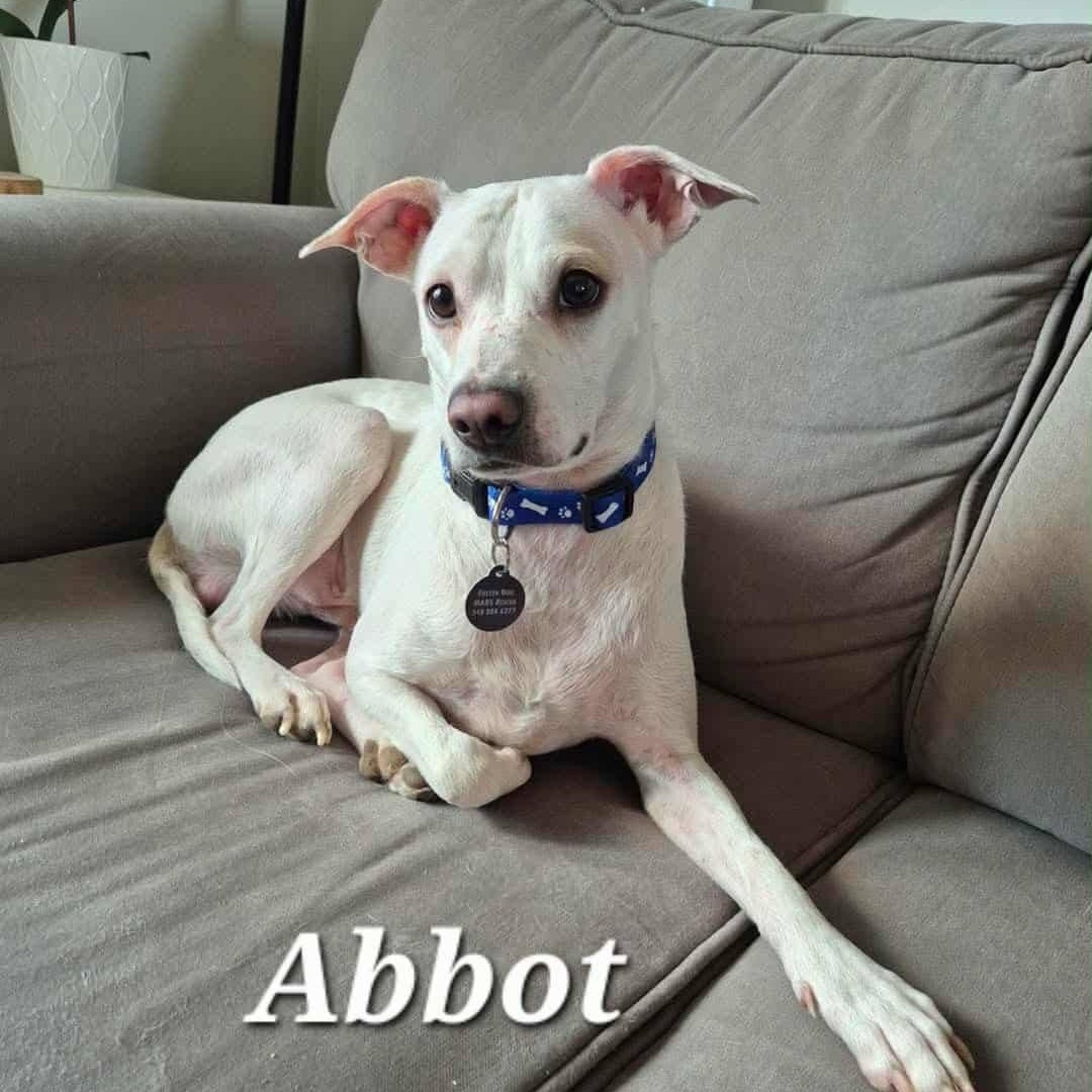 Enlarge Special Circumstances Adoption - Mel, Dana, and Abbot, a ADOPTABLE mixed breed in St Thomas, ON image 3/3
