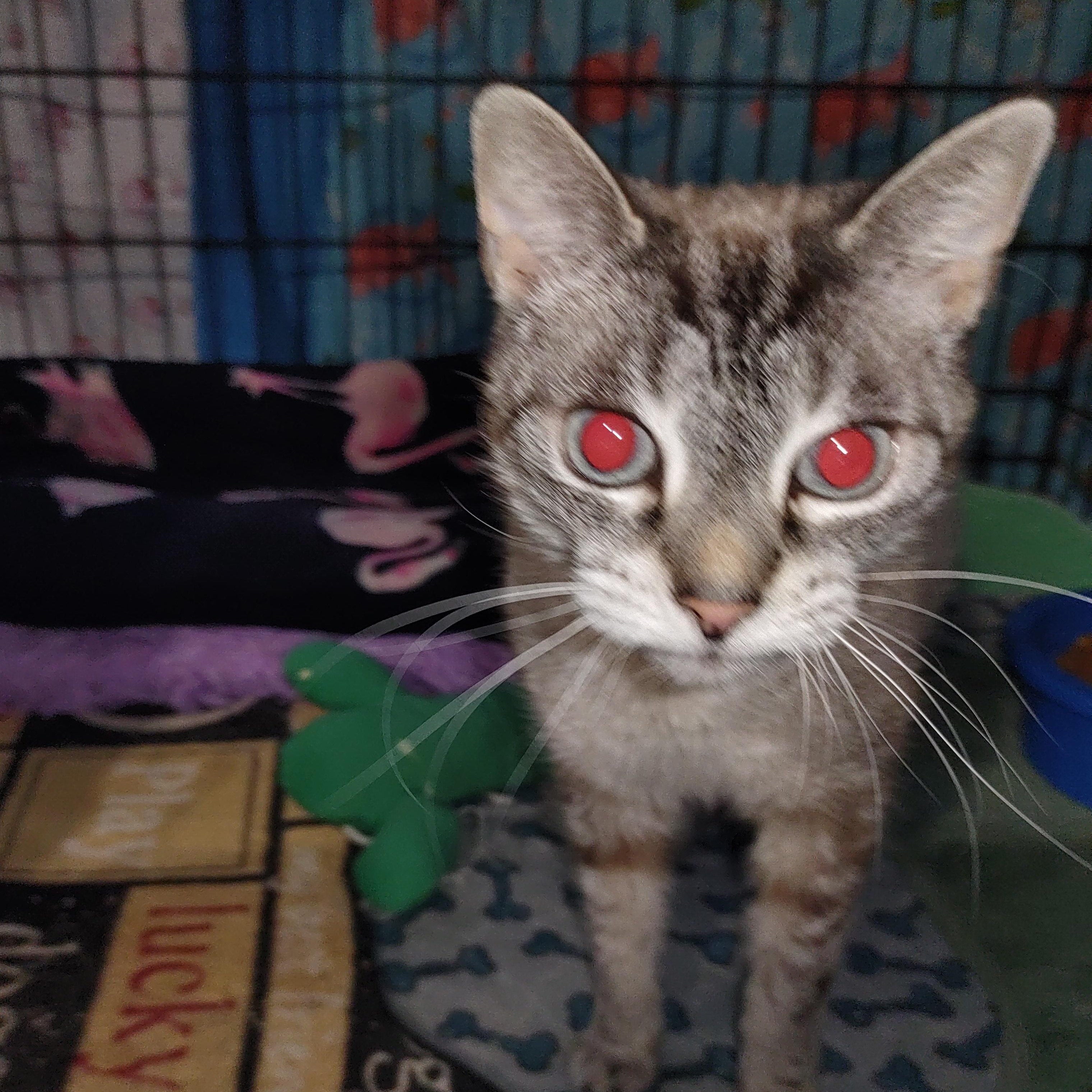 Sage, Adoptable, Adult Female Siamese.