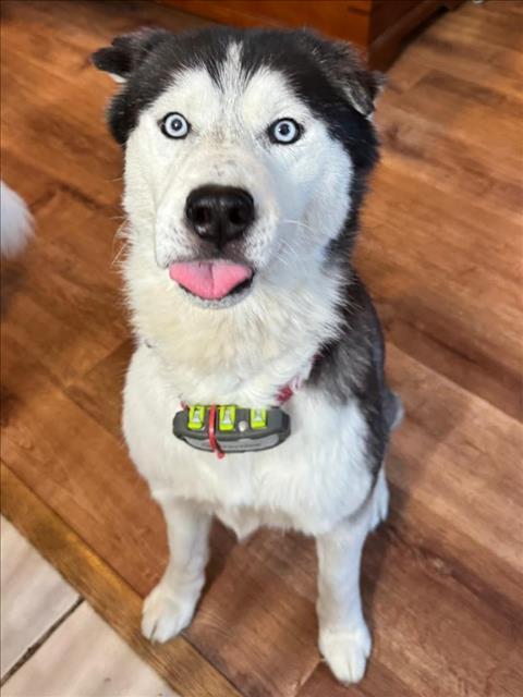 *ELIO, Adoptable, Adult Male Siberian Husky.