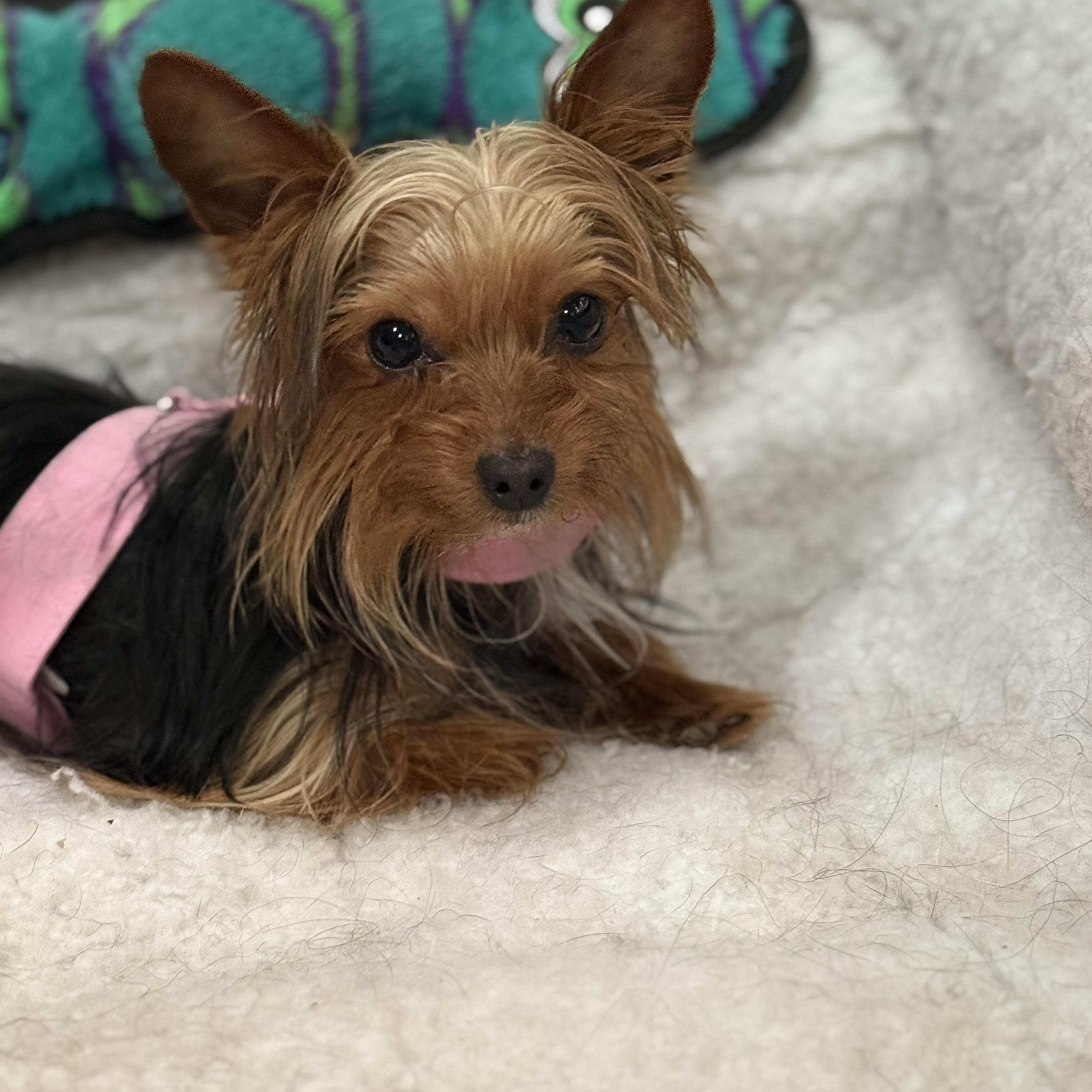 Enlarge Lucky, an adopted Yorkshire Terrier in Bartonsville, PA image 4/4